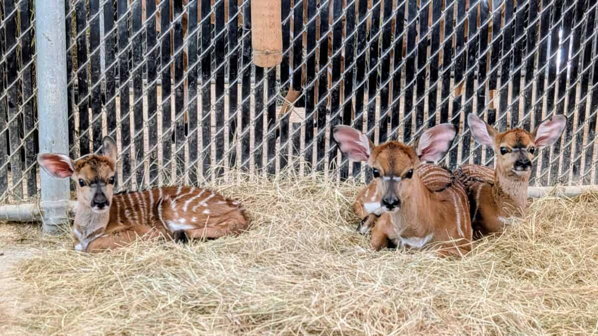 Three Nyala Calves born at Disney's Animal Kingdom Lodge.