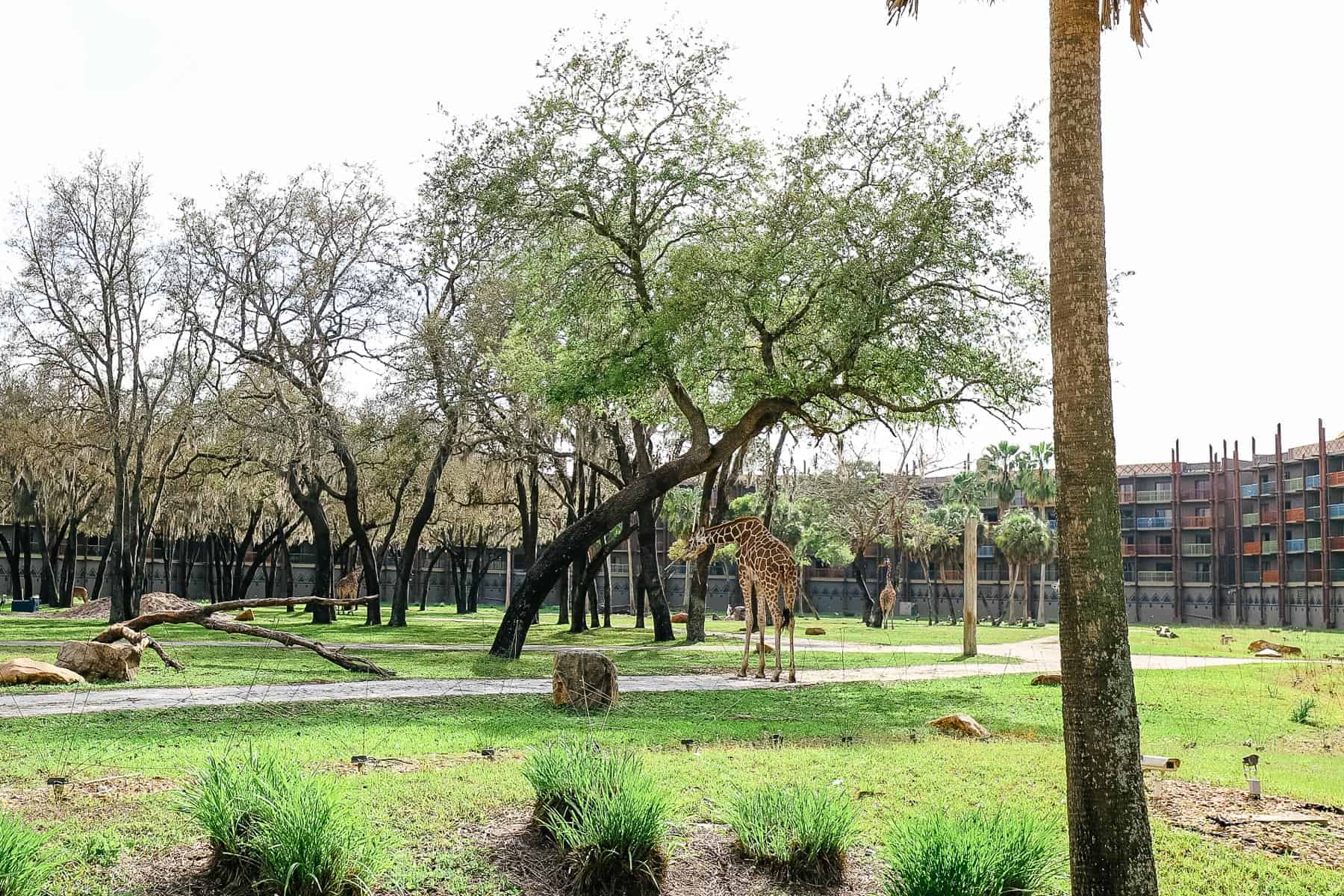 Giraffes on the savanna at Disney's Animal Kingdom Lodge 