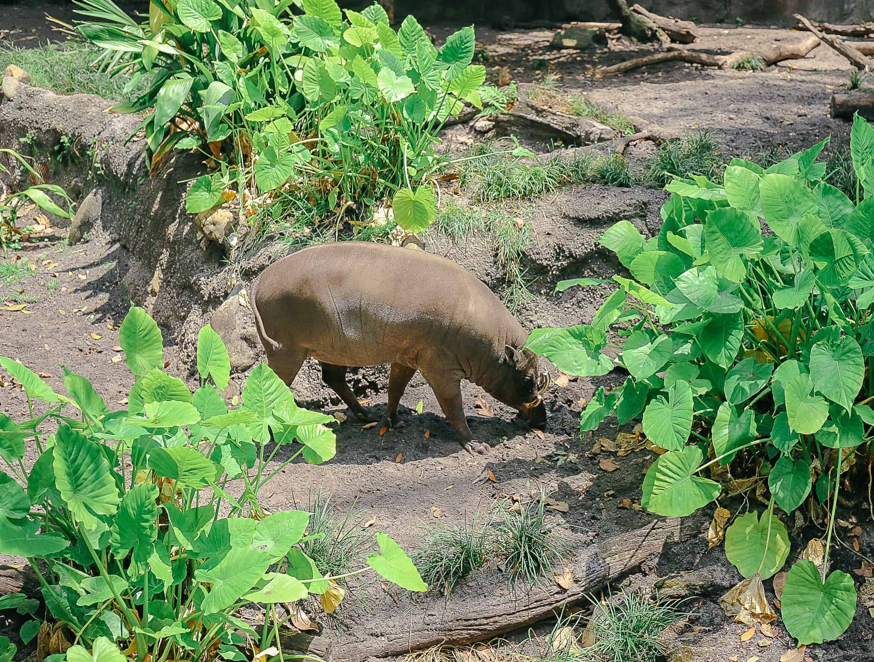 a Babirusa at Disney's Animal Kingdom 