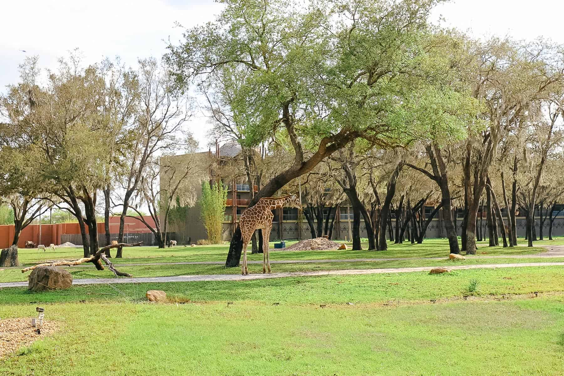 A giraffe grazing on the savanna at Disney's Animal Kingdom Lodge. 