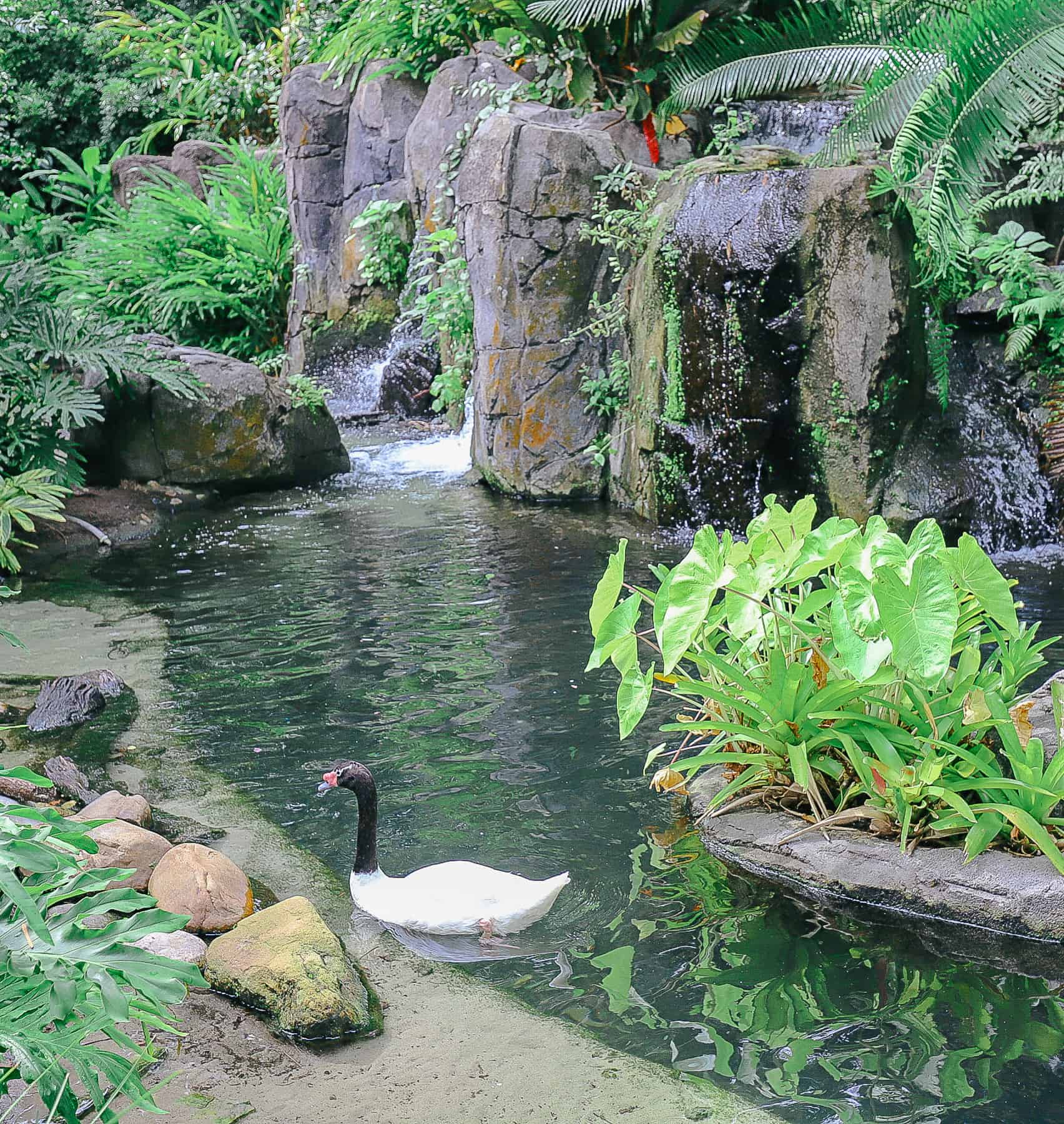a closeup view of a black and white swan in The Oasis at Disney's Animal Kingdom.