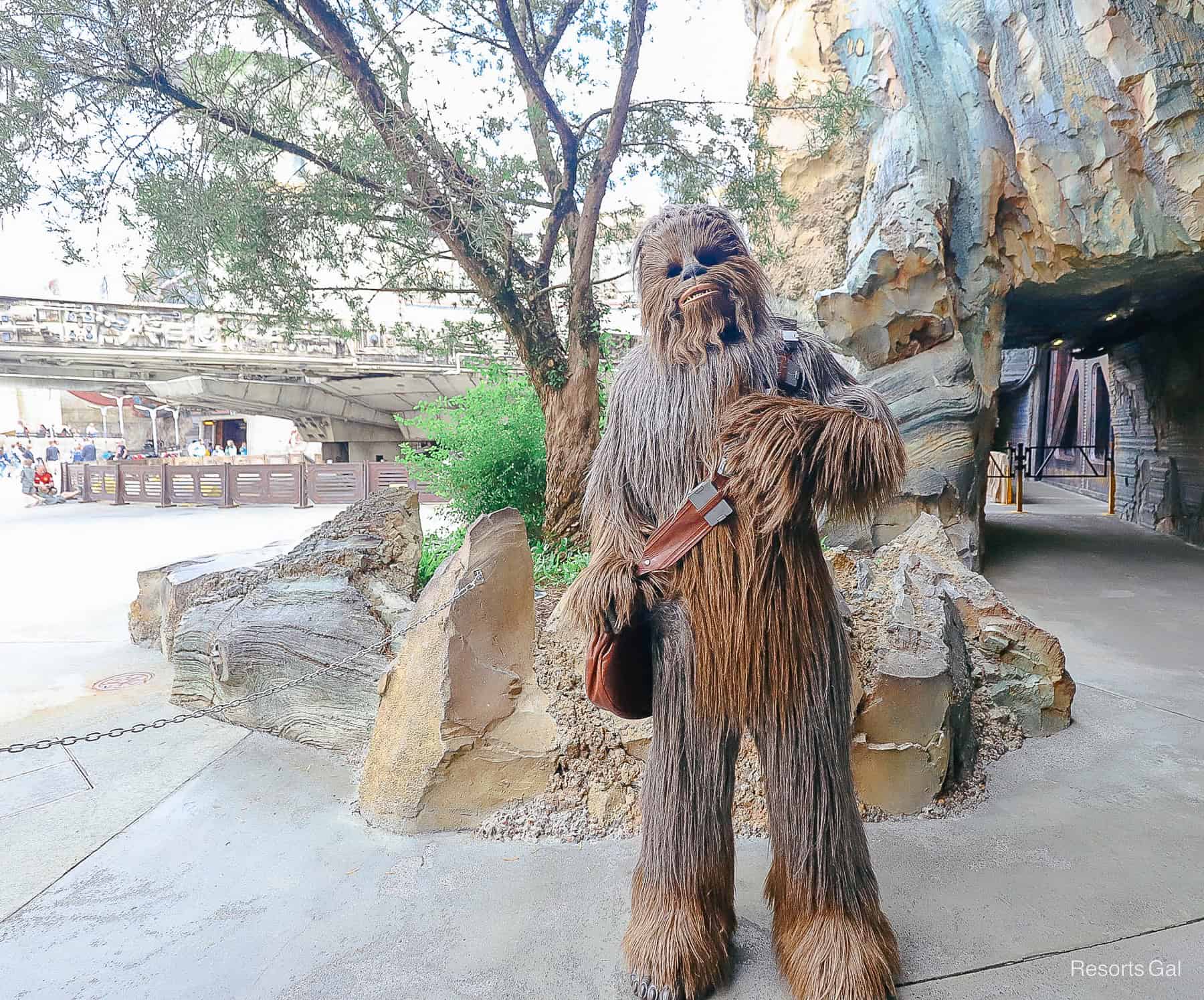 Chewbacca meeting guests near the Millennium Falcon 