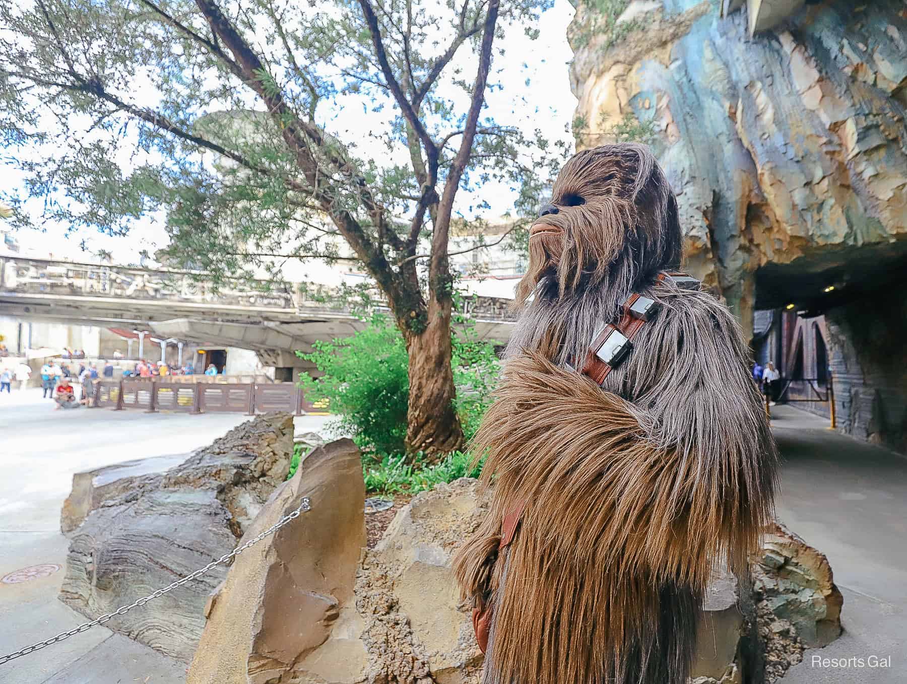Chewbacca poses for a photo near the Millennium Falcon 