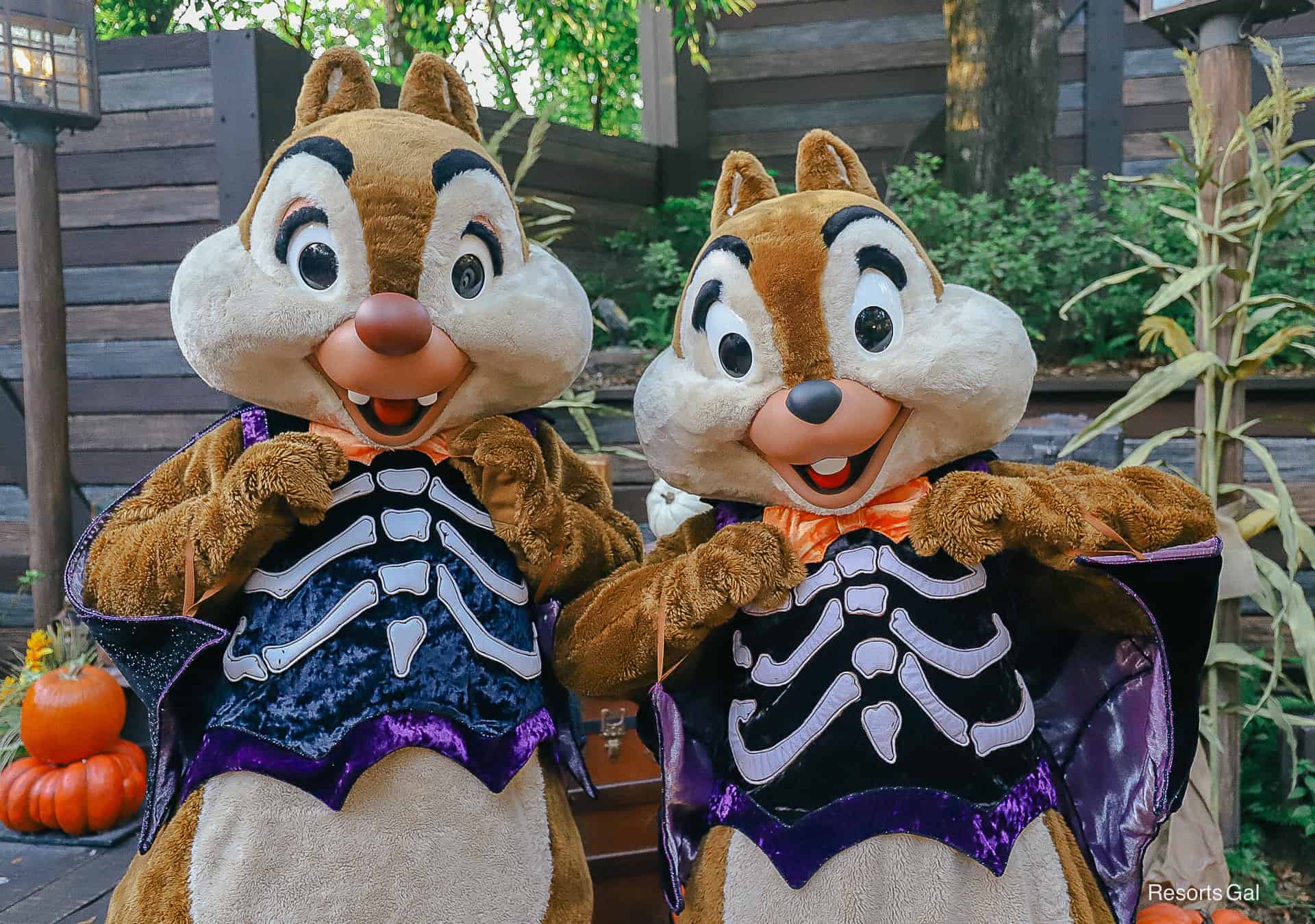 a closeup of Chip and Dale in bat outfits 