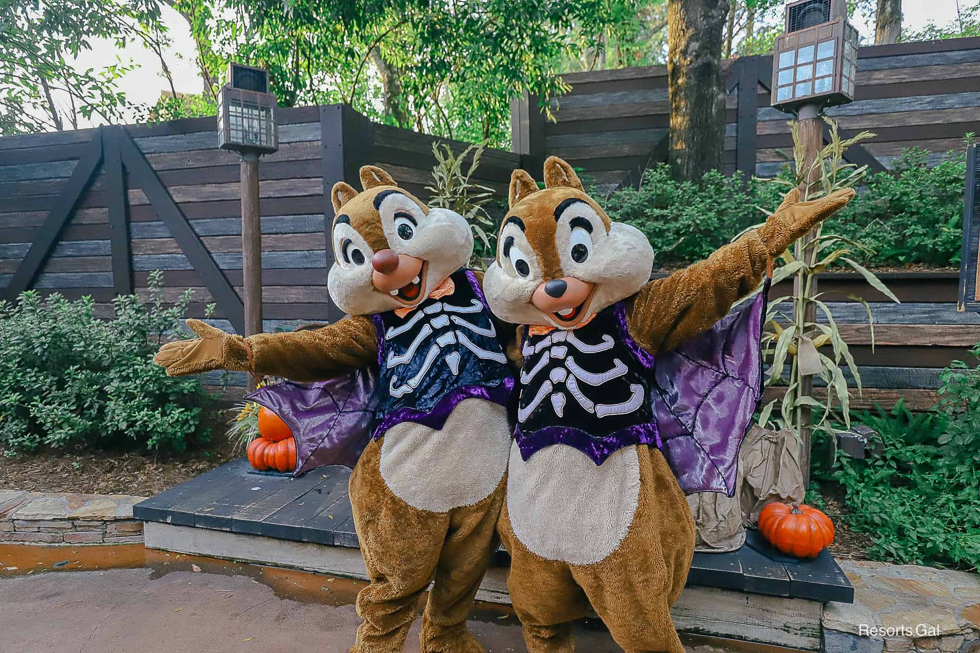 Chip and Dale meet at bats near Tiana's Bayou Adventure at Mickey's Halloween Party 