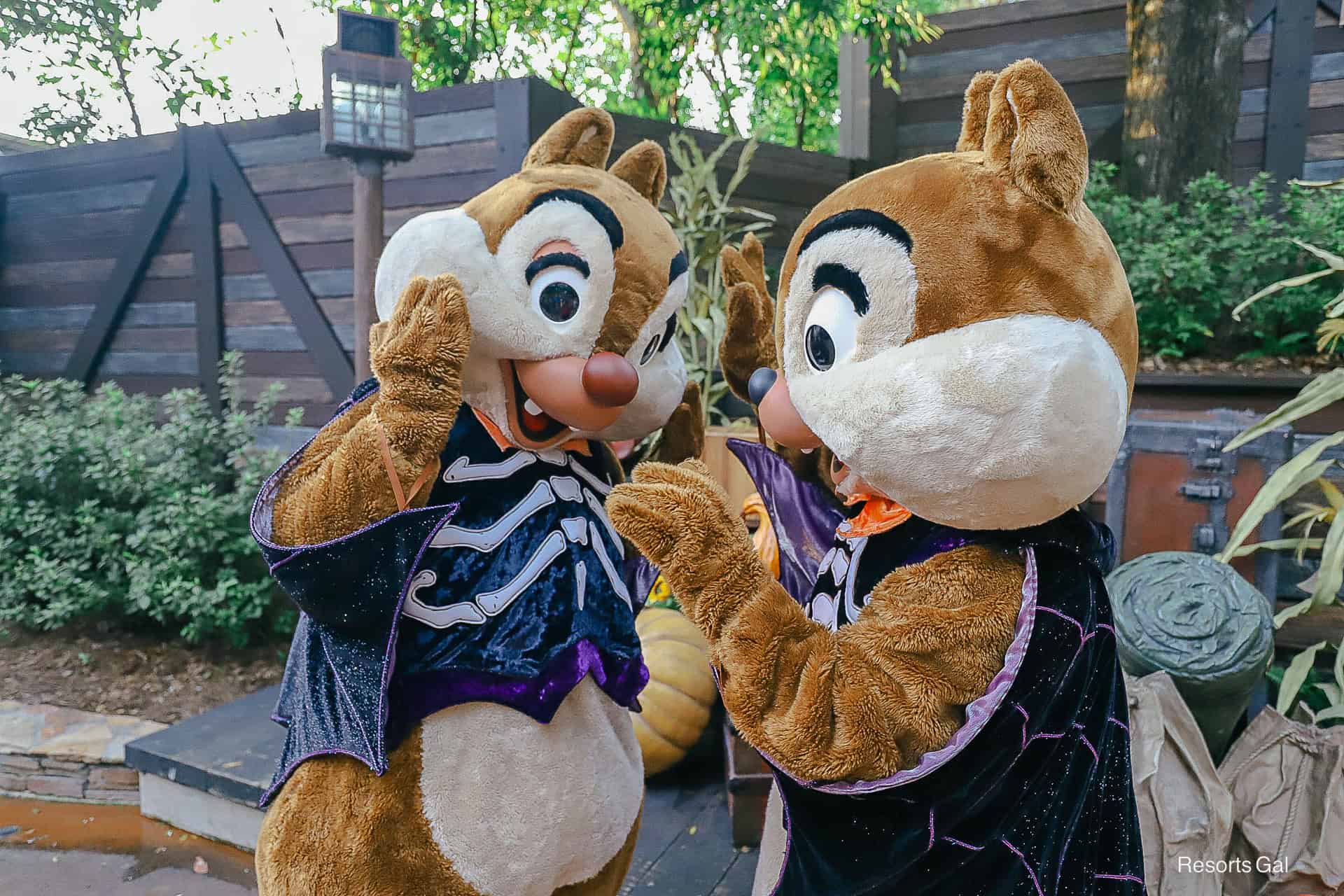Chip and Dale help each other prepare to have their photo made. 