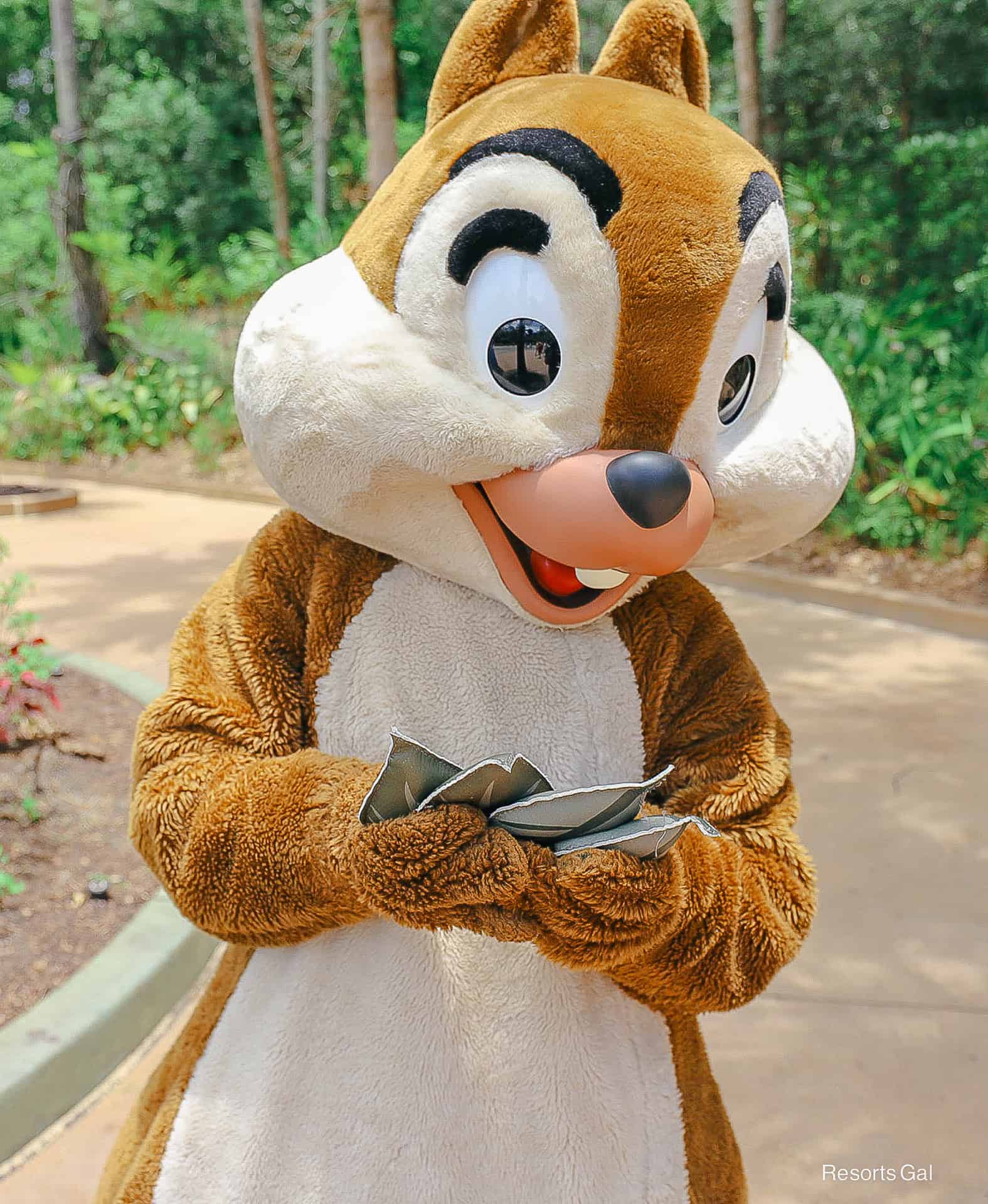 a closeup of Chip