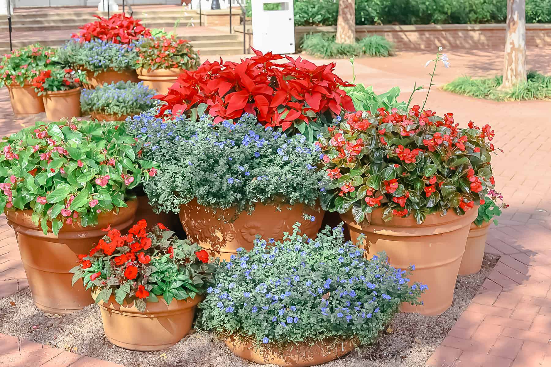 potted plants in festive holiday colors