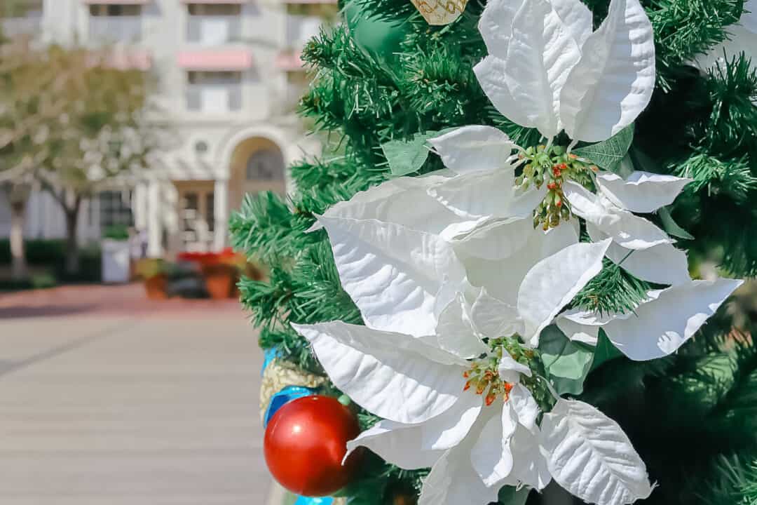 two white poinsettias for peace at Disney's Yacht Club 