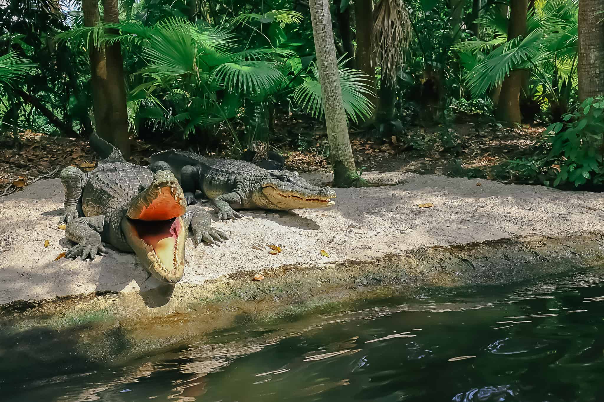 two crocodiles on the banks of the Jungle Cruise 