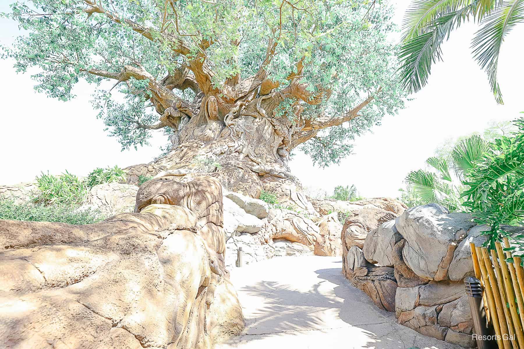a picture of the Discovery Island trail as it wraps around the Tree of Life 