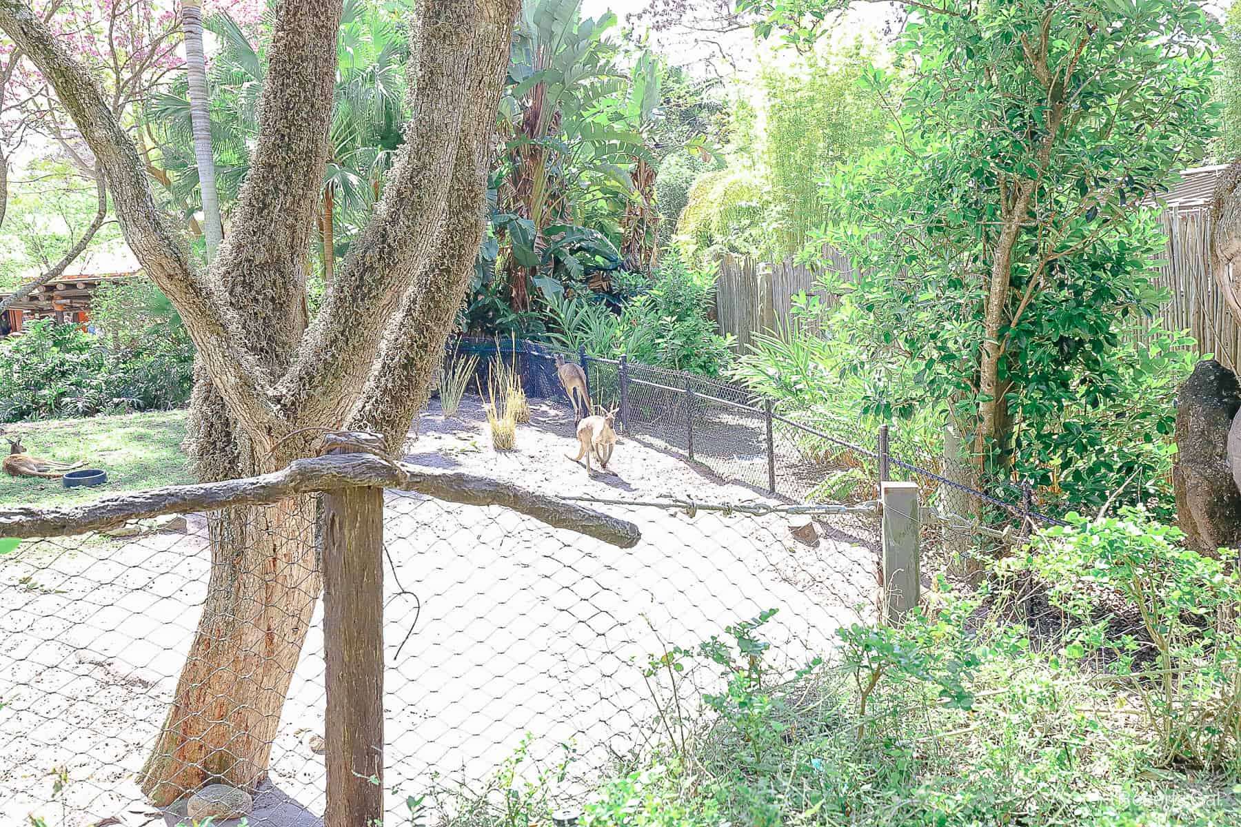a red kangaroo sighting on the Discovery Island Trail at Disney's Animal Kingdom 
