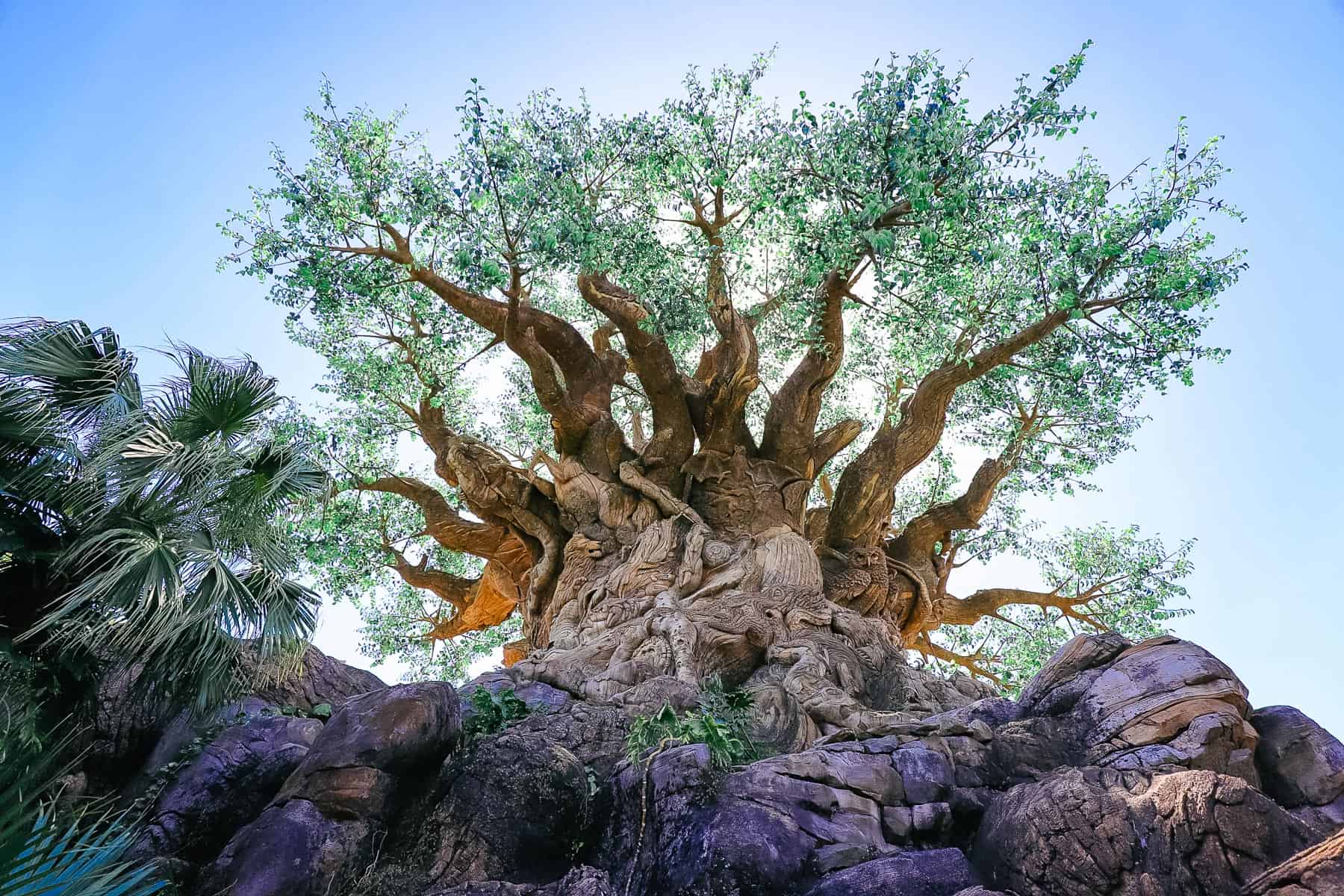 a closeup view with the sun shining through the Tree of Life taken from the Discovery Island Trails 