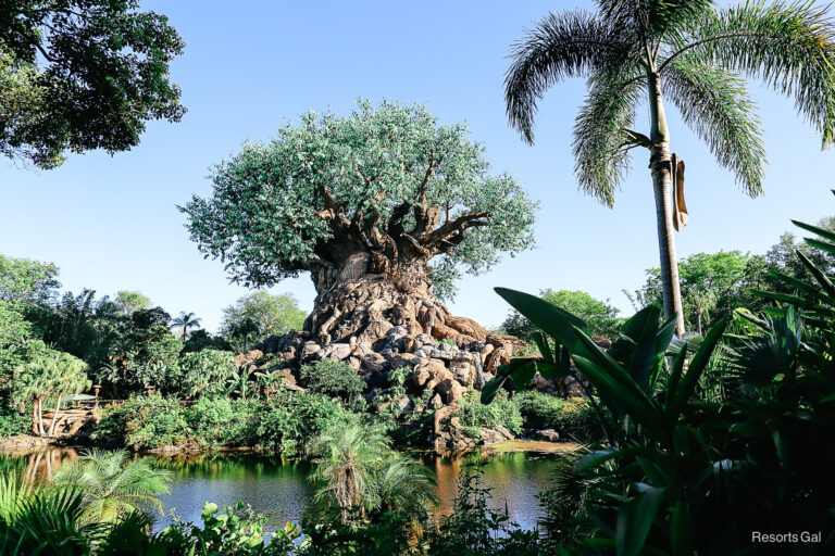 Disney’s Animal Kingdom Attractions, Rides, and Entertainment