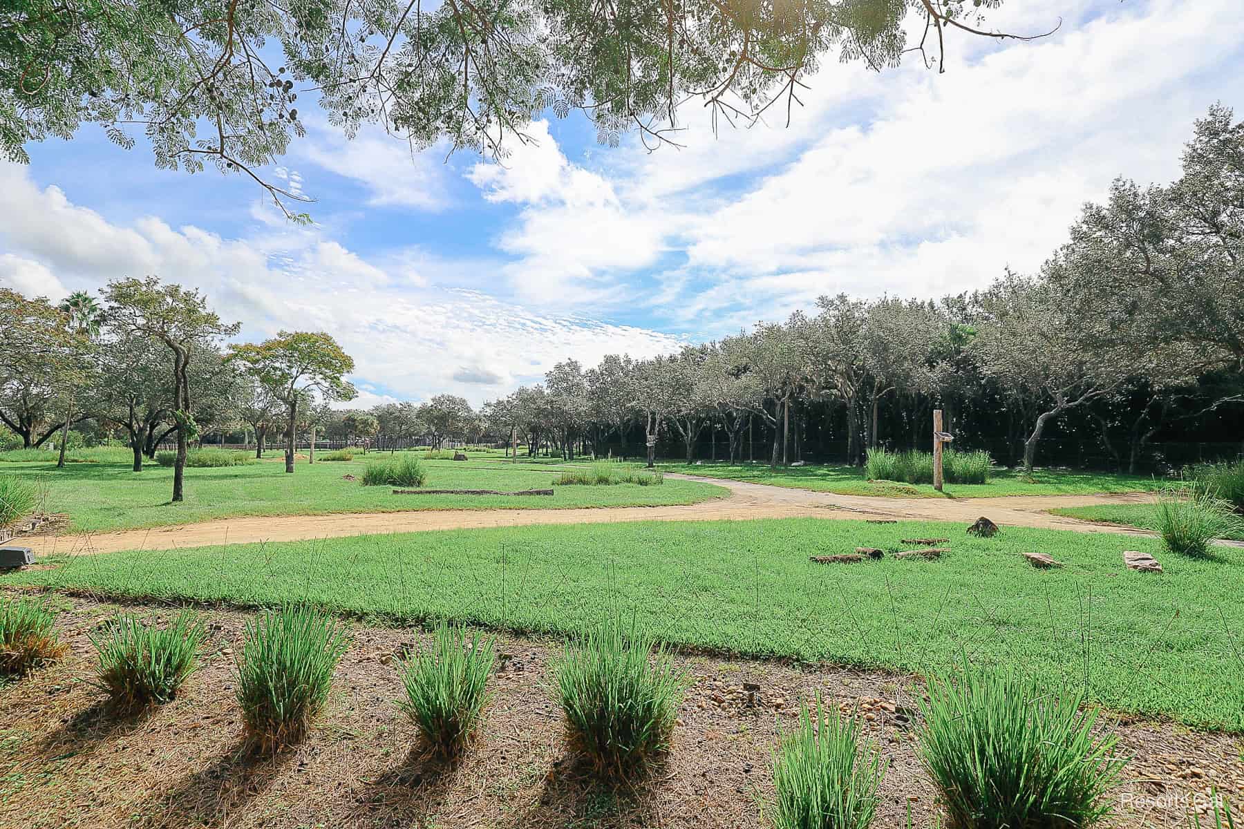 the savanna viewing area by the Uzima Springs Pool at Animal Kingdom Lodge 