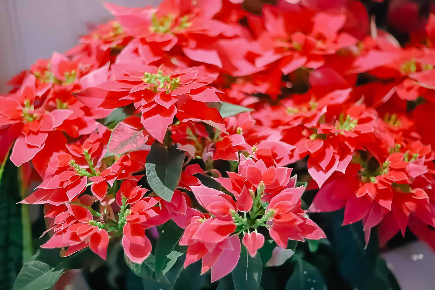 a planting of vibrant poinsettias 