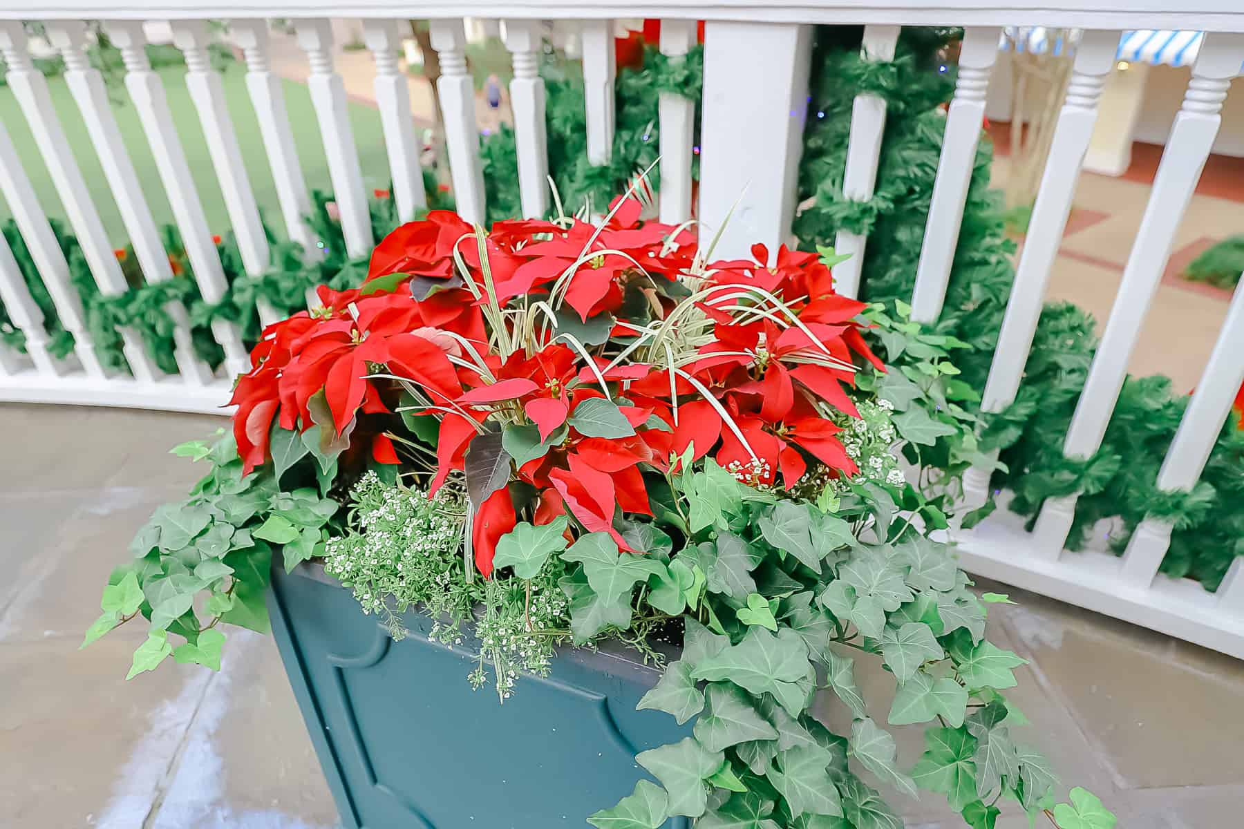 a potted poinsettia 