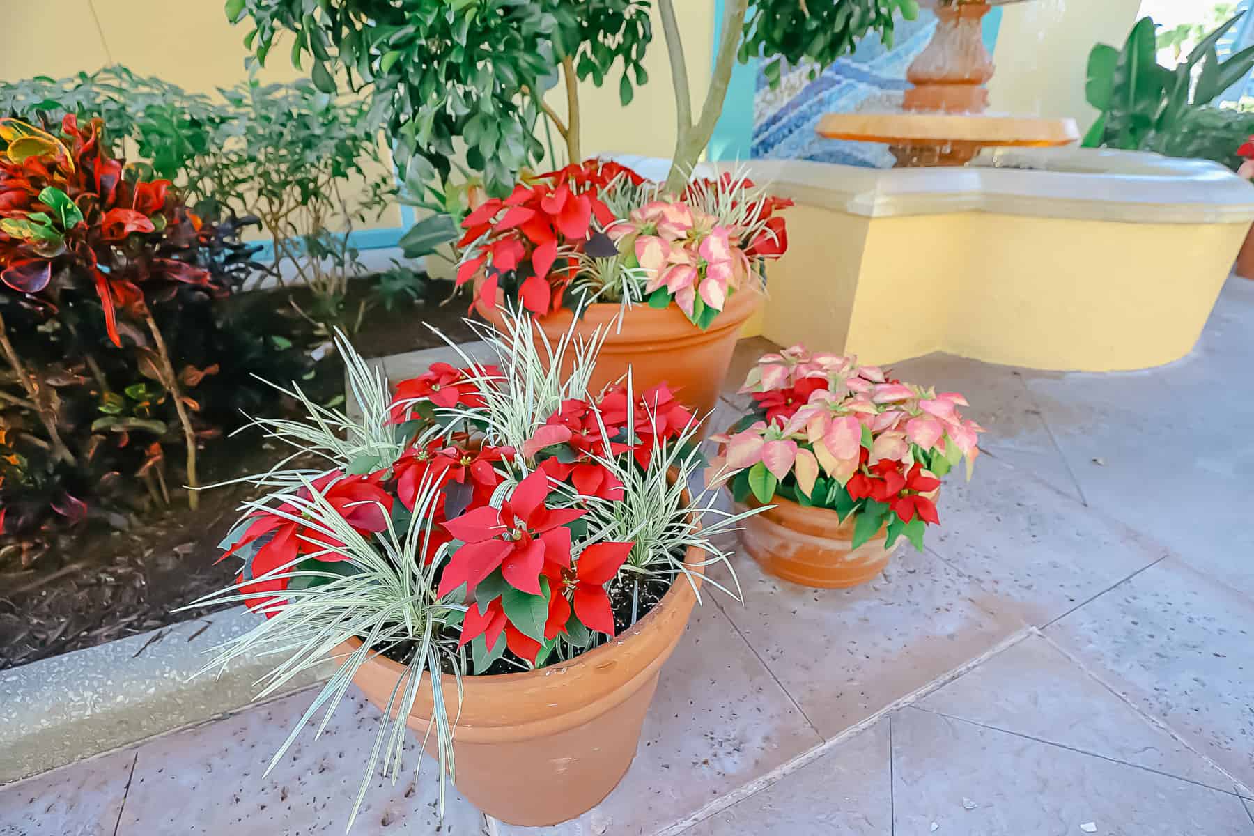 A close-up of the red and peach poinsettias.