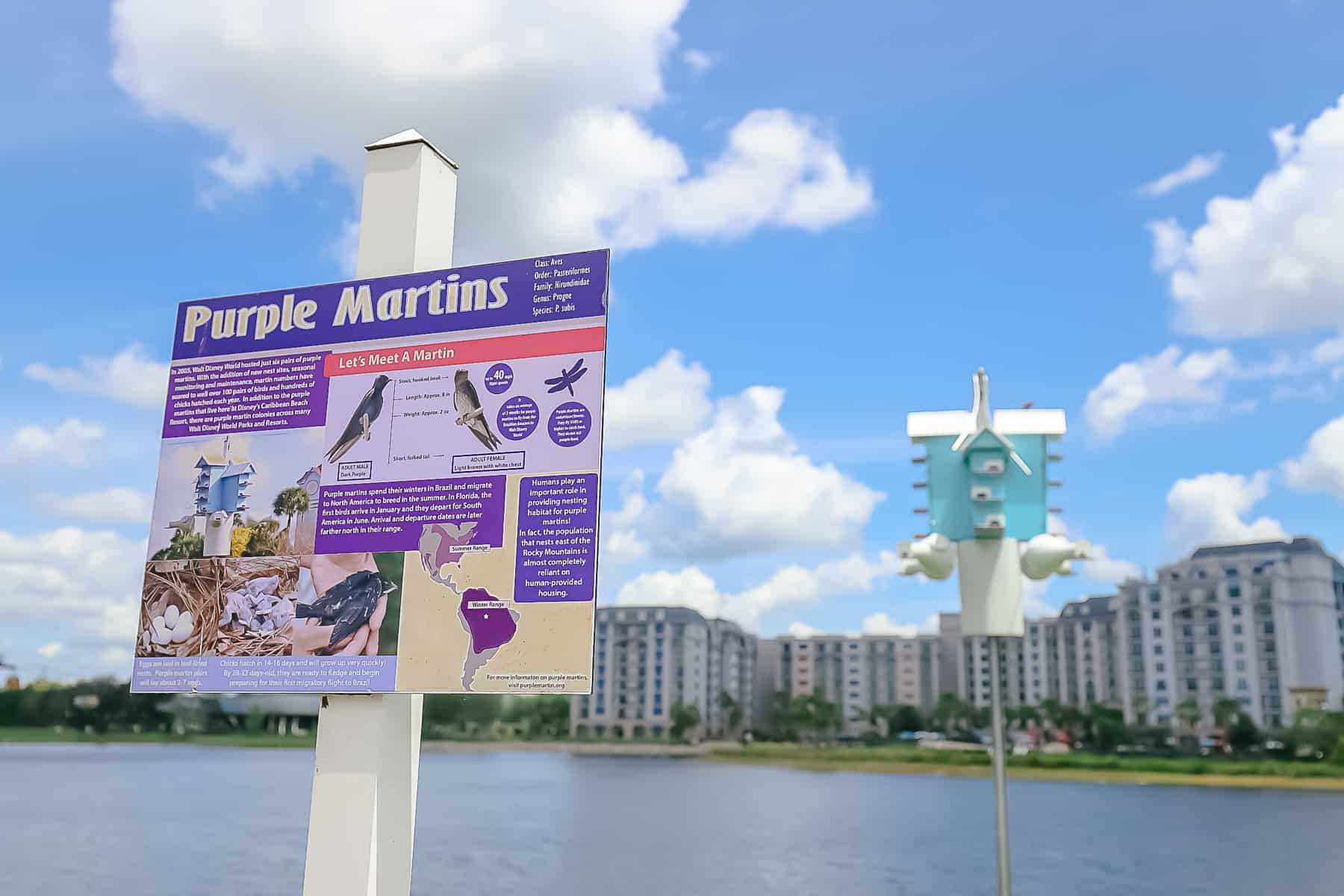 Sign that discusses Purple Martins habitat at Disney's Caribbean Beach. 