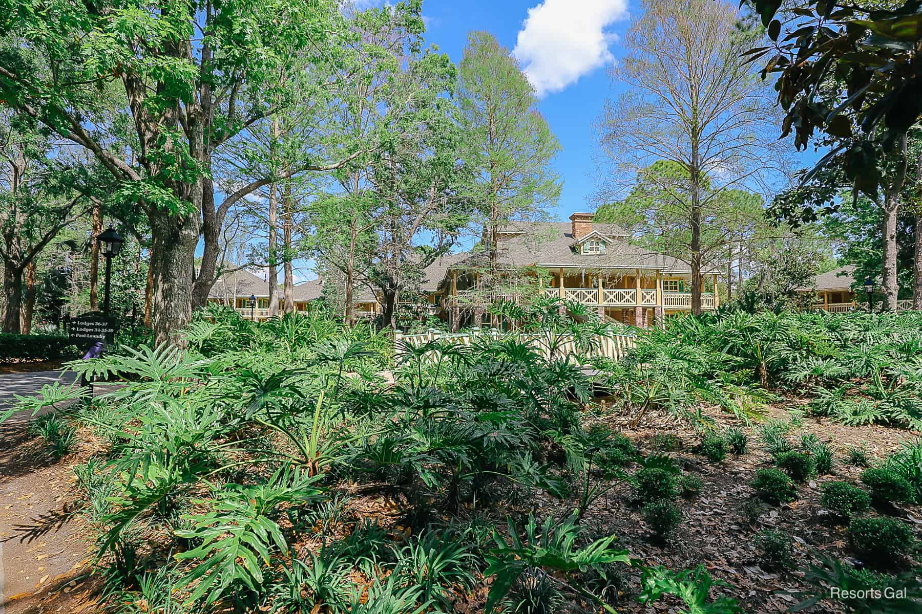 woodsy area of the Alligator Bayou 