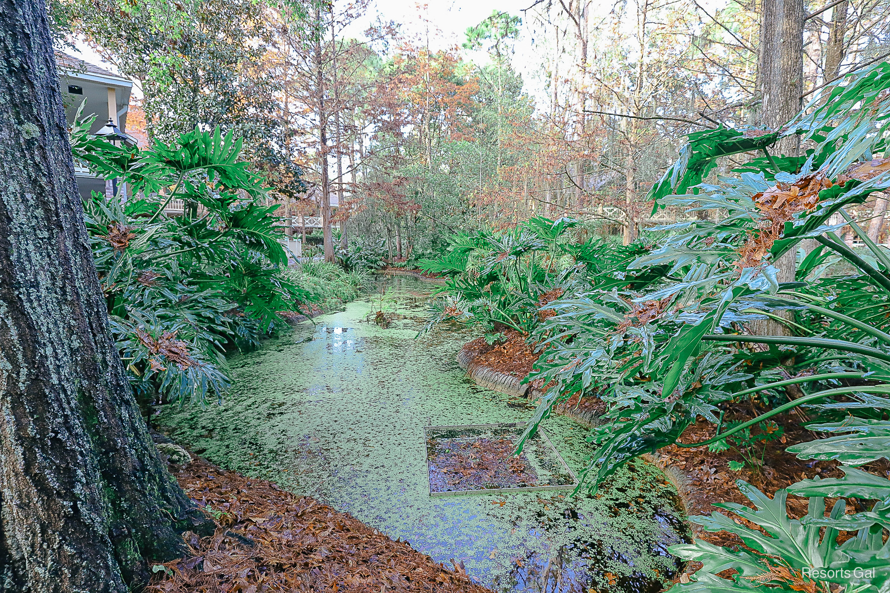 a moss covered pond in the bayou at Riverside 