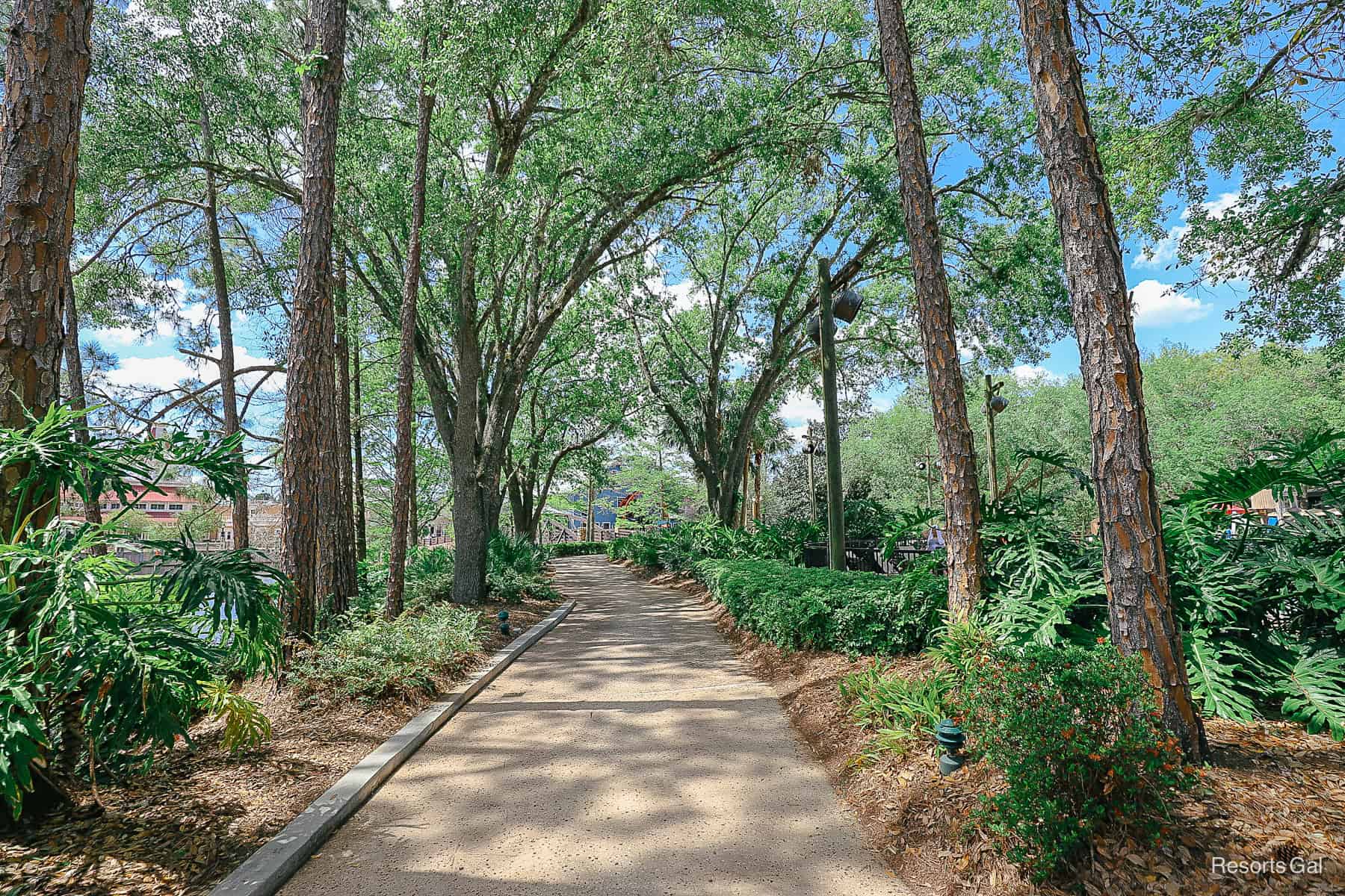 a path through the woods 