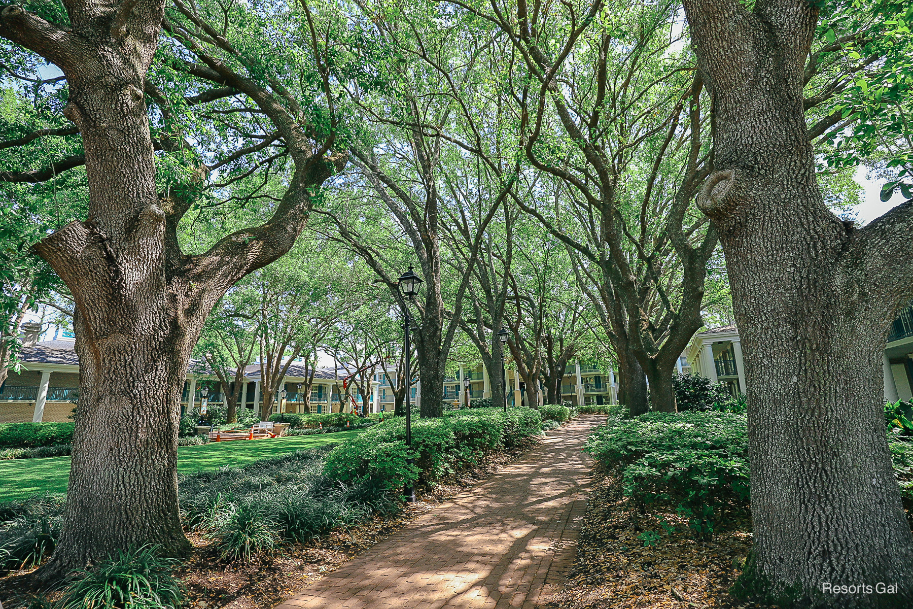 a walkway in the Magnolia Bend surrounded by giant Oak trees 