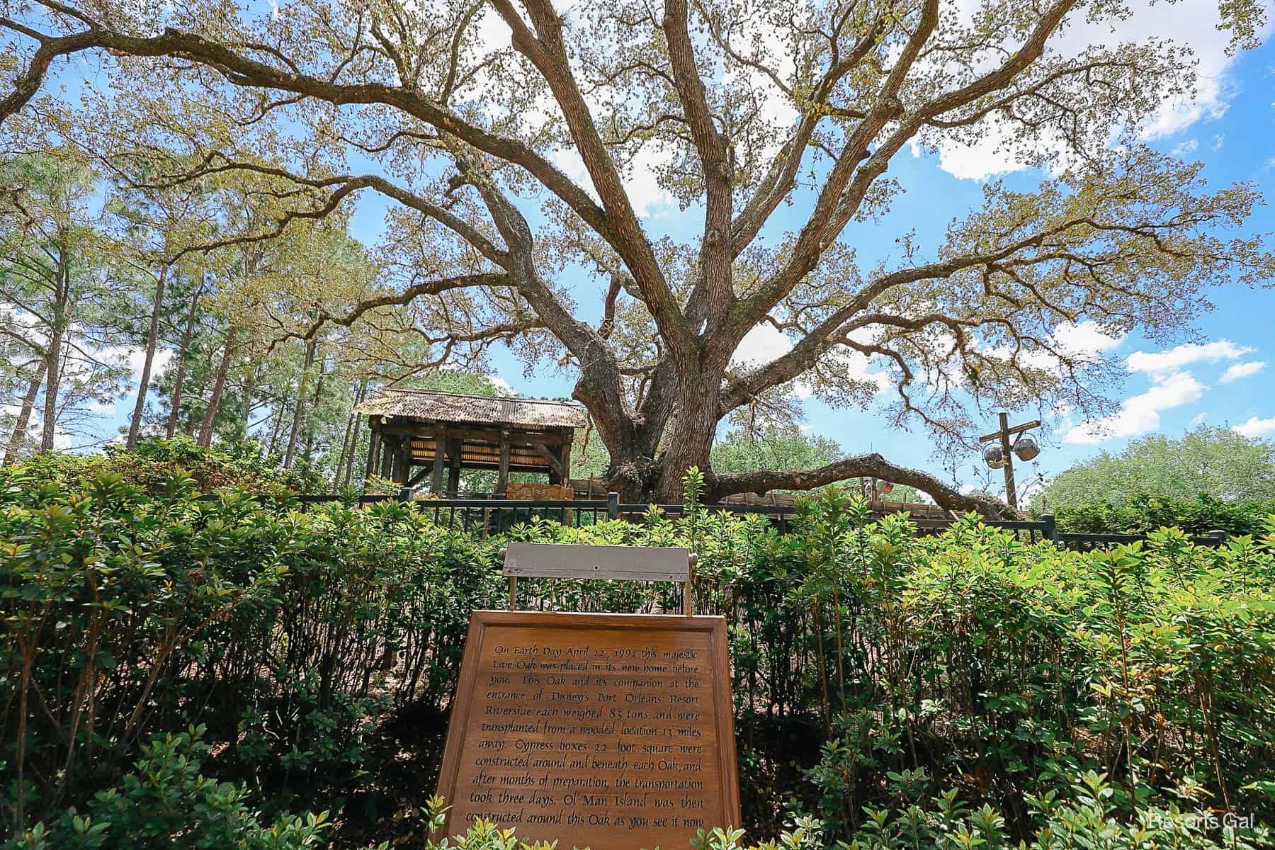 a tree on Ol' Man Island with a sign in front of it 