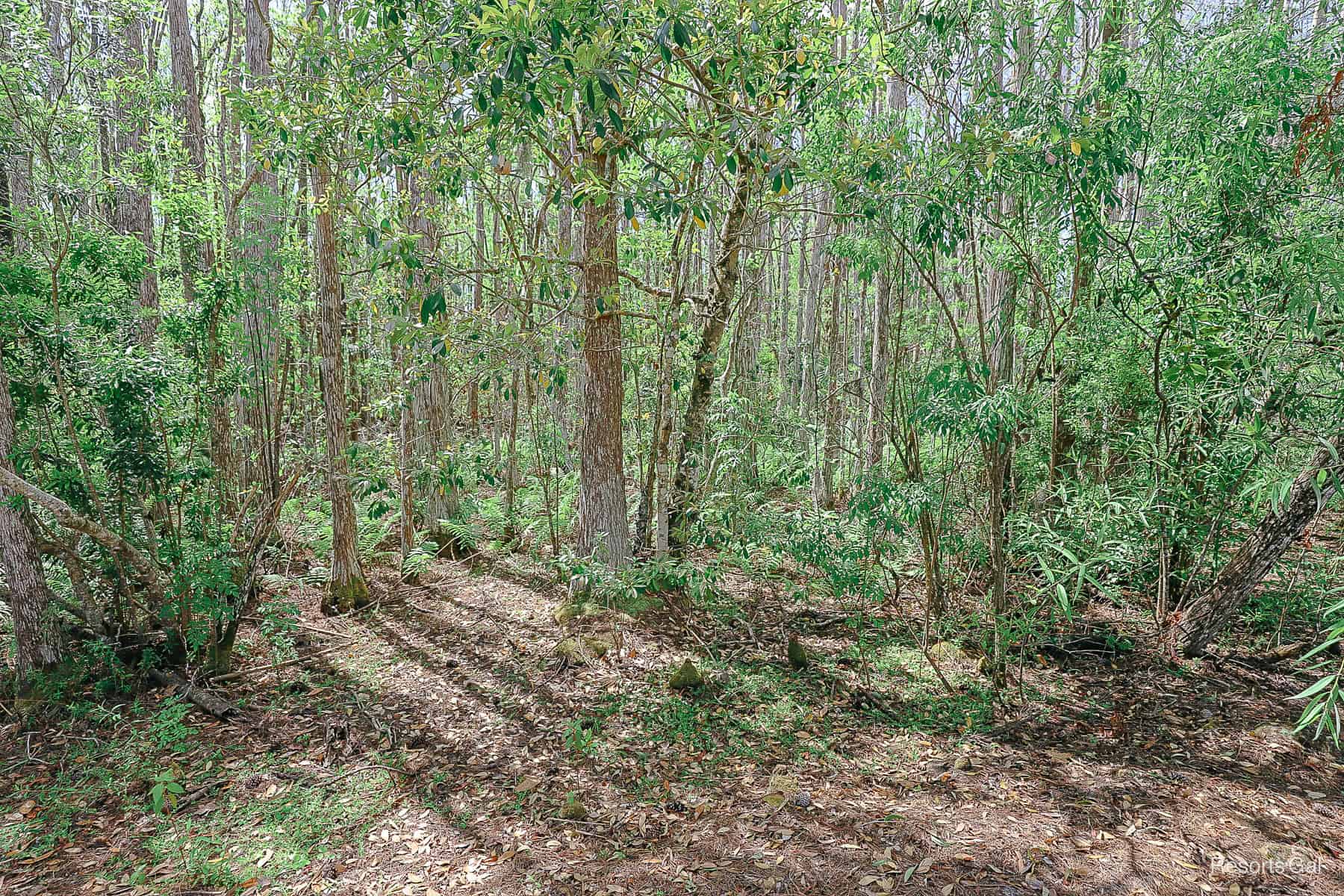 a thick wooded area in the Alligator Bayou 