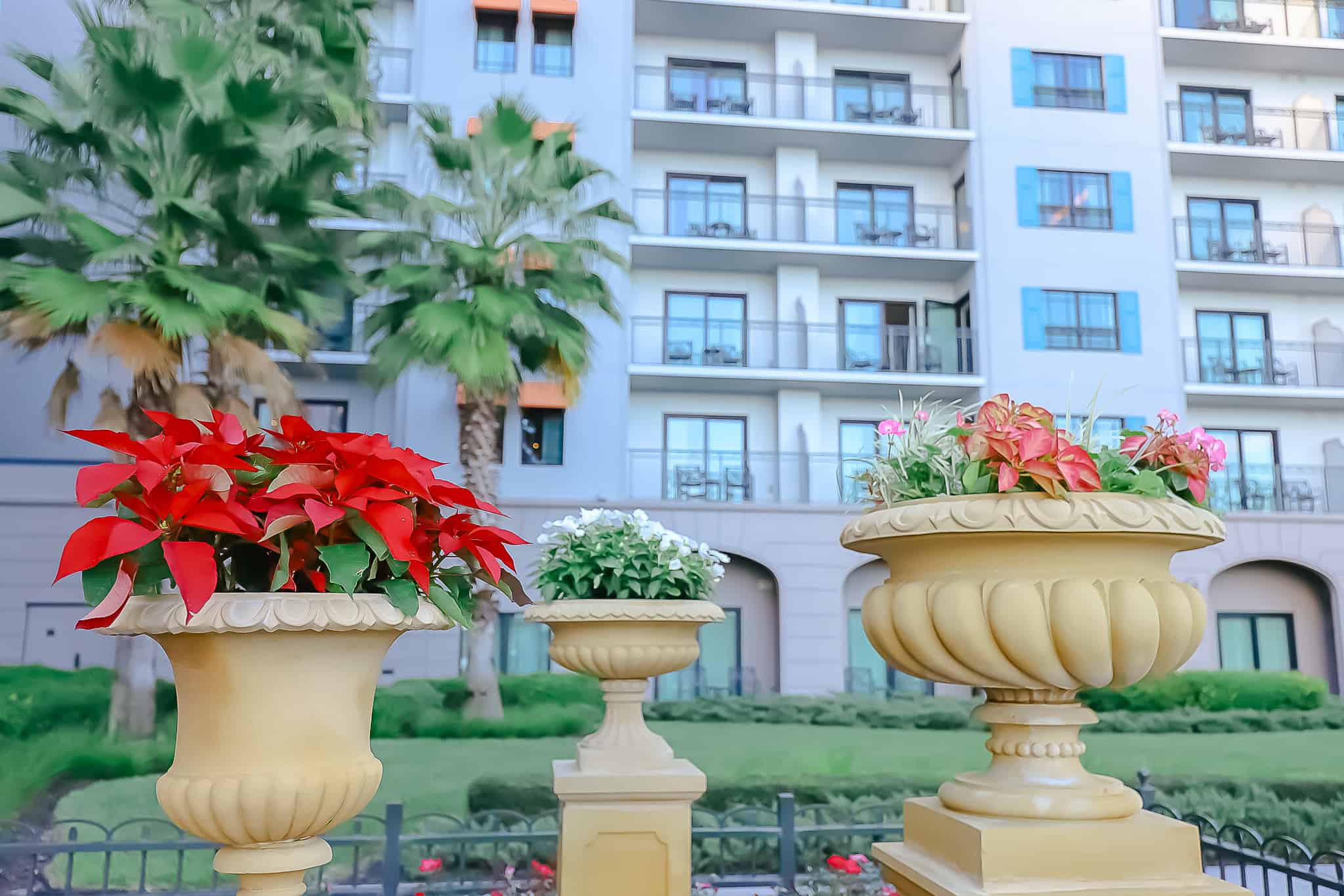 Christmas plants near the entrance of Disney's Riviera Resort