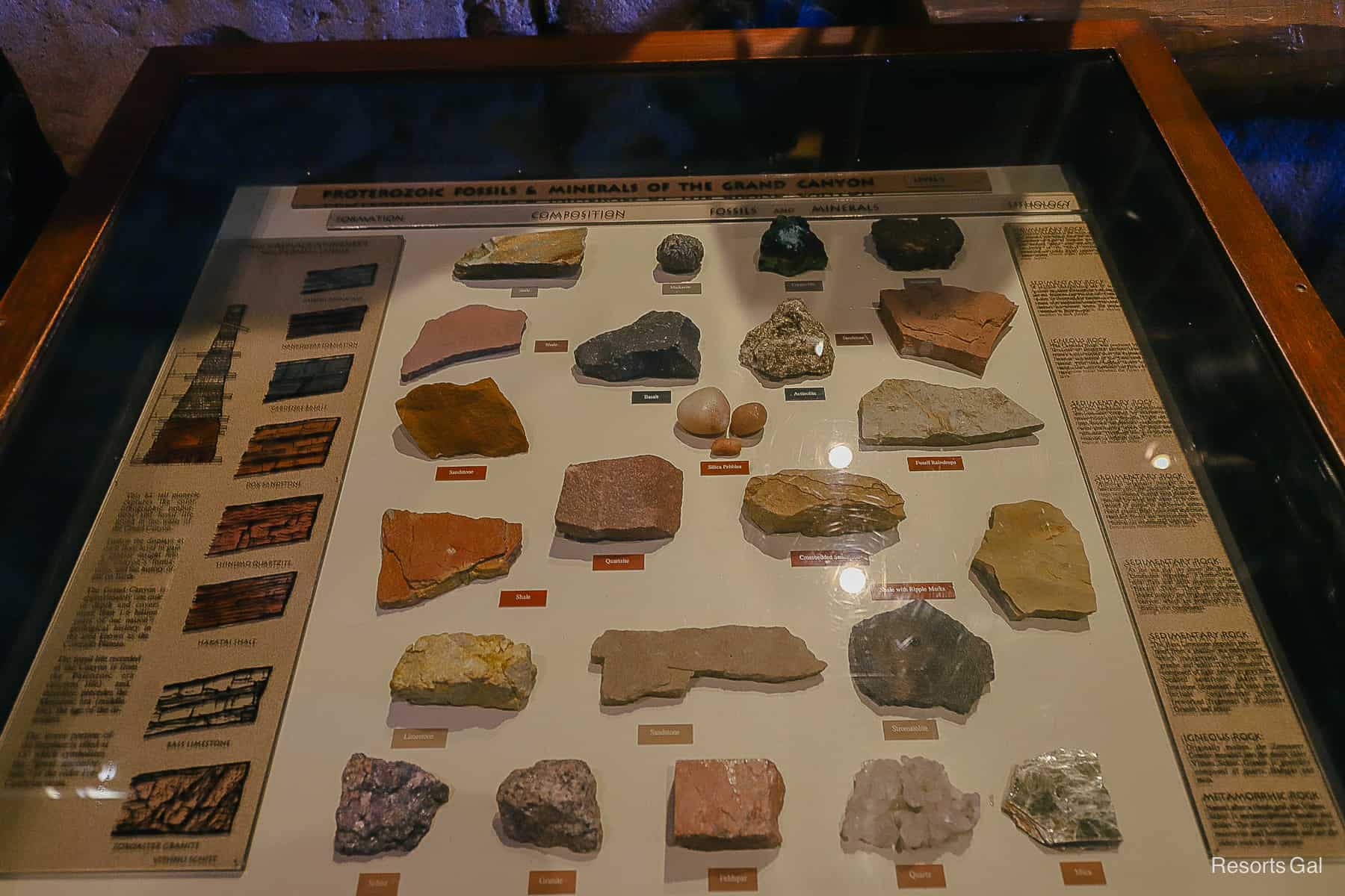 a shadow box filled with fossils and minerals 