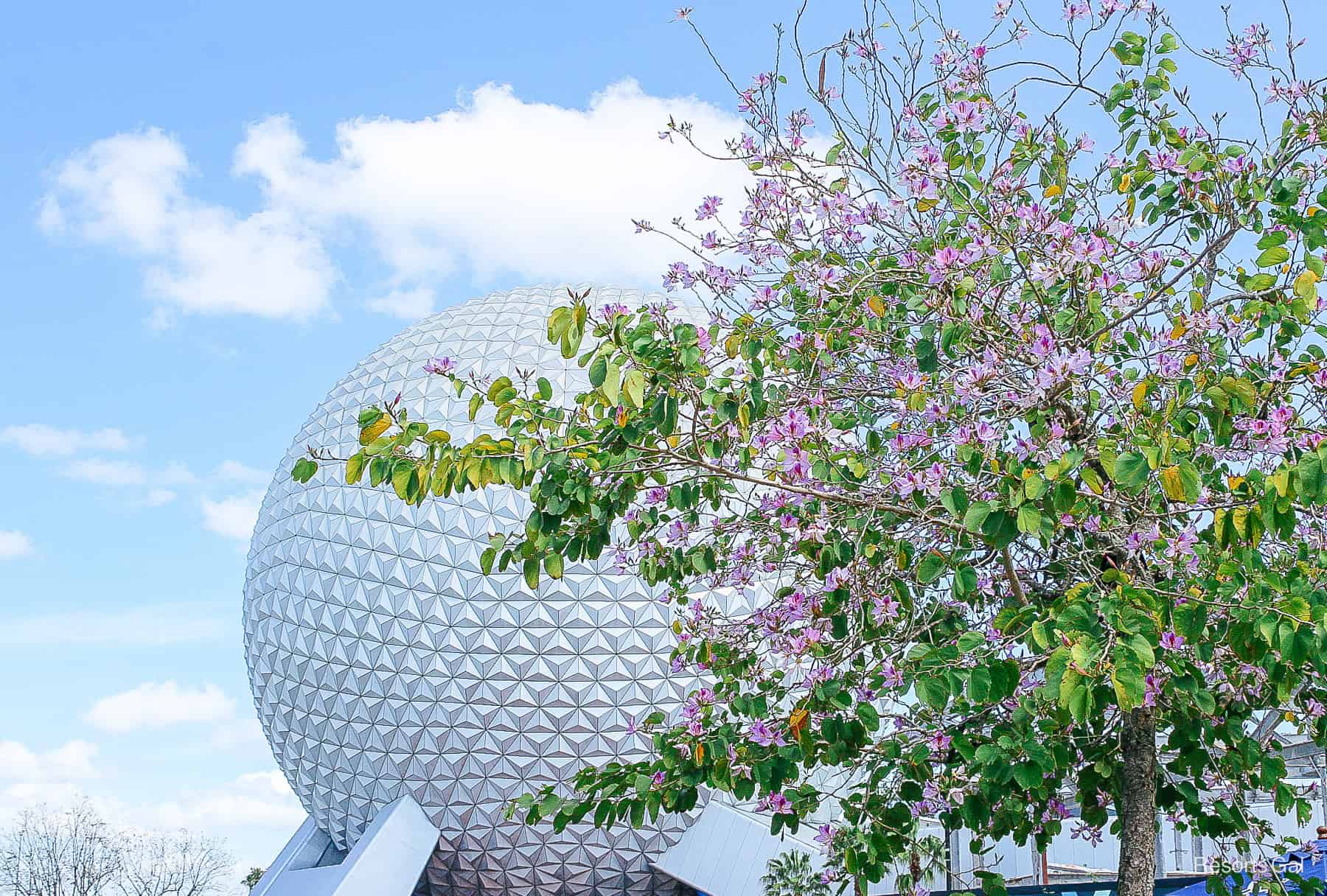 a purple flowering tree in front of Spaceship Earth 