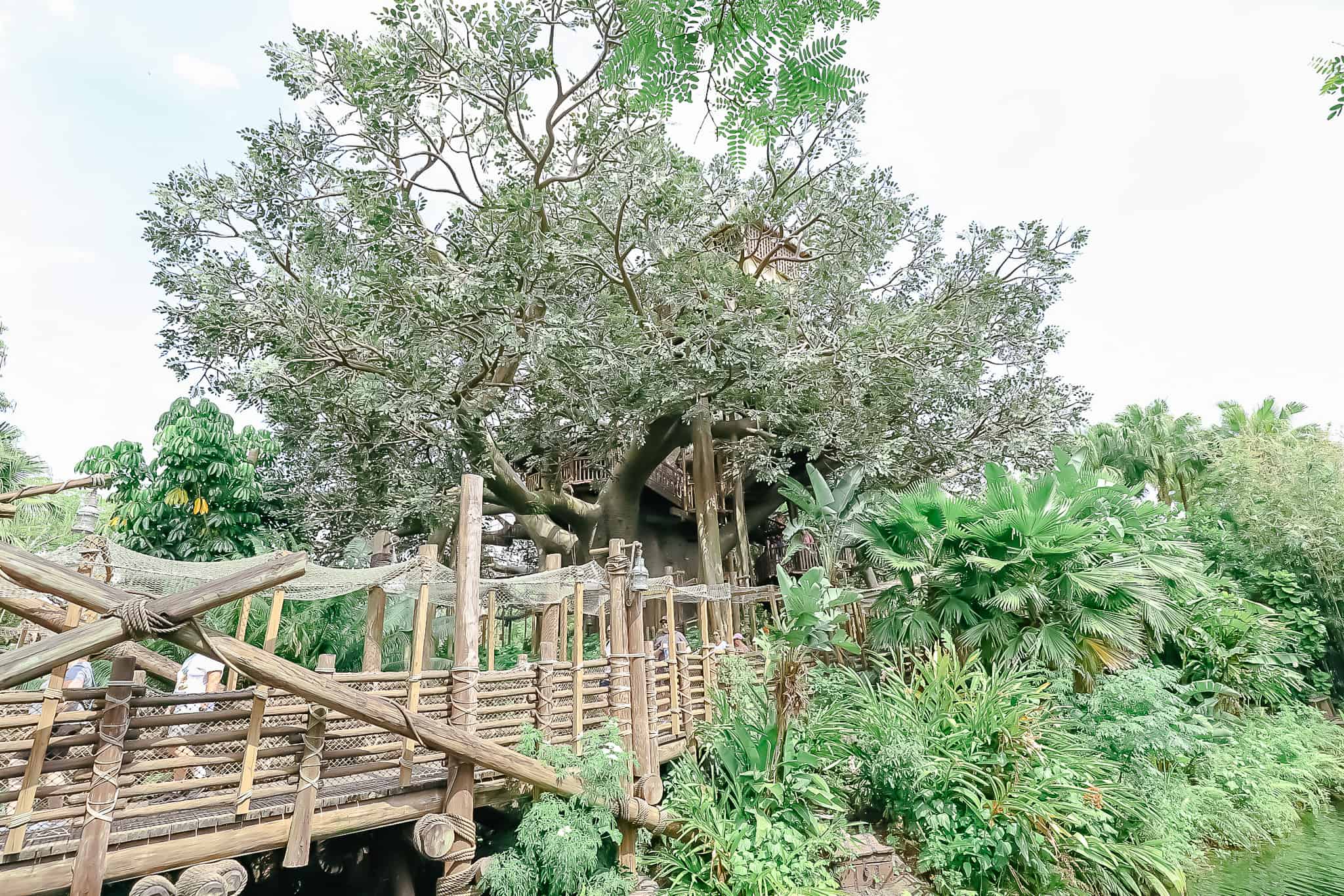 View of the treehouse from Adventureland