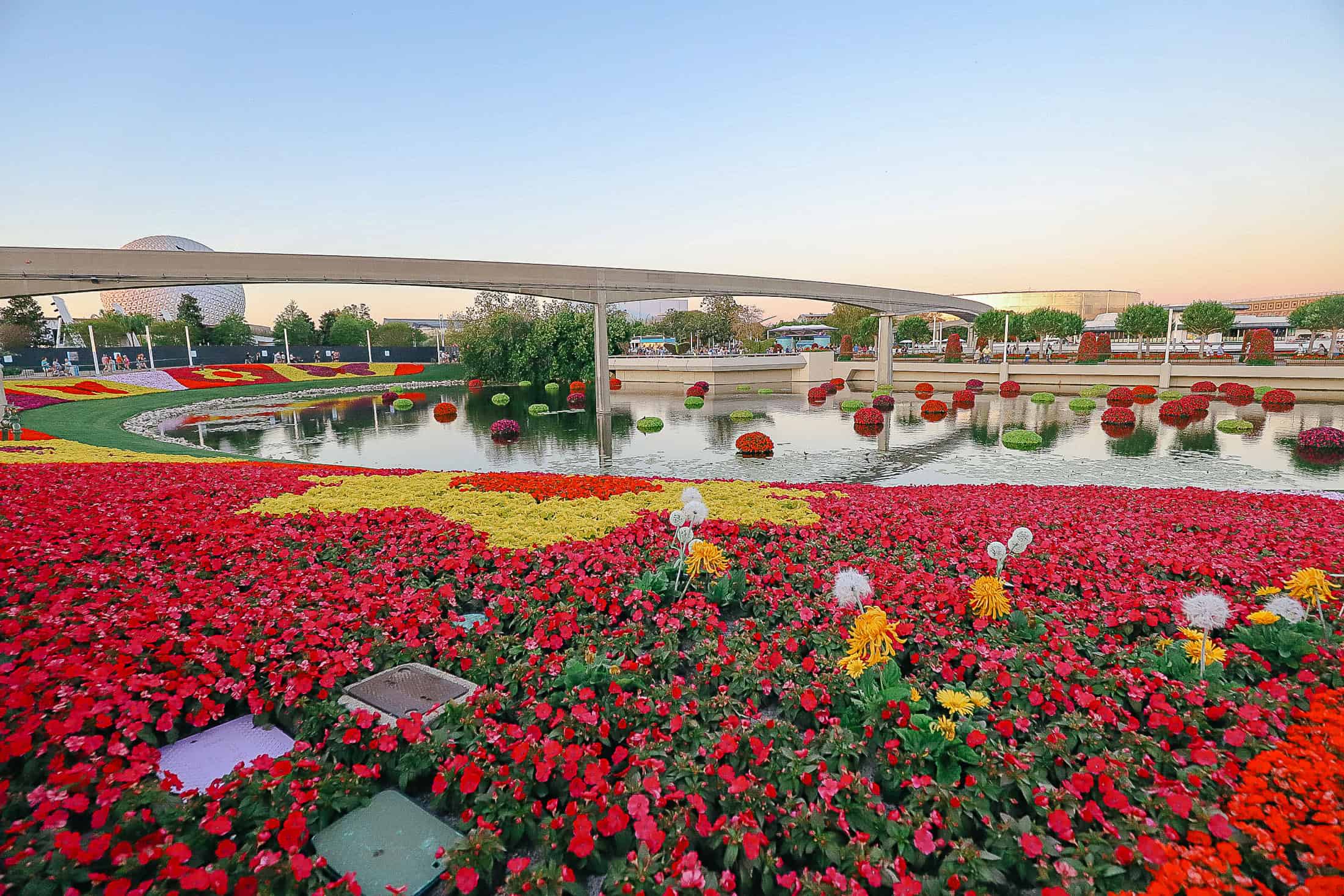 flowers in bloom at Epcot's International Flower and Garden Festival 