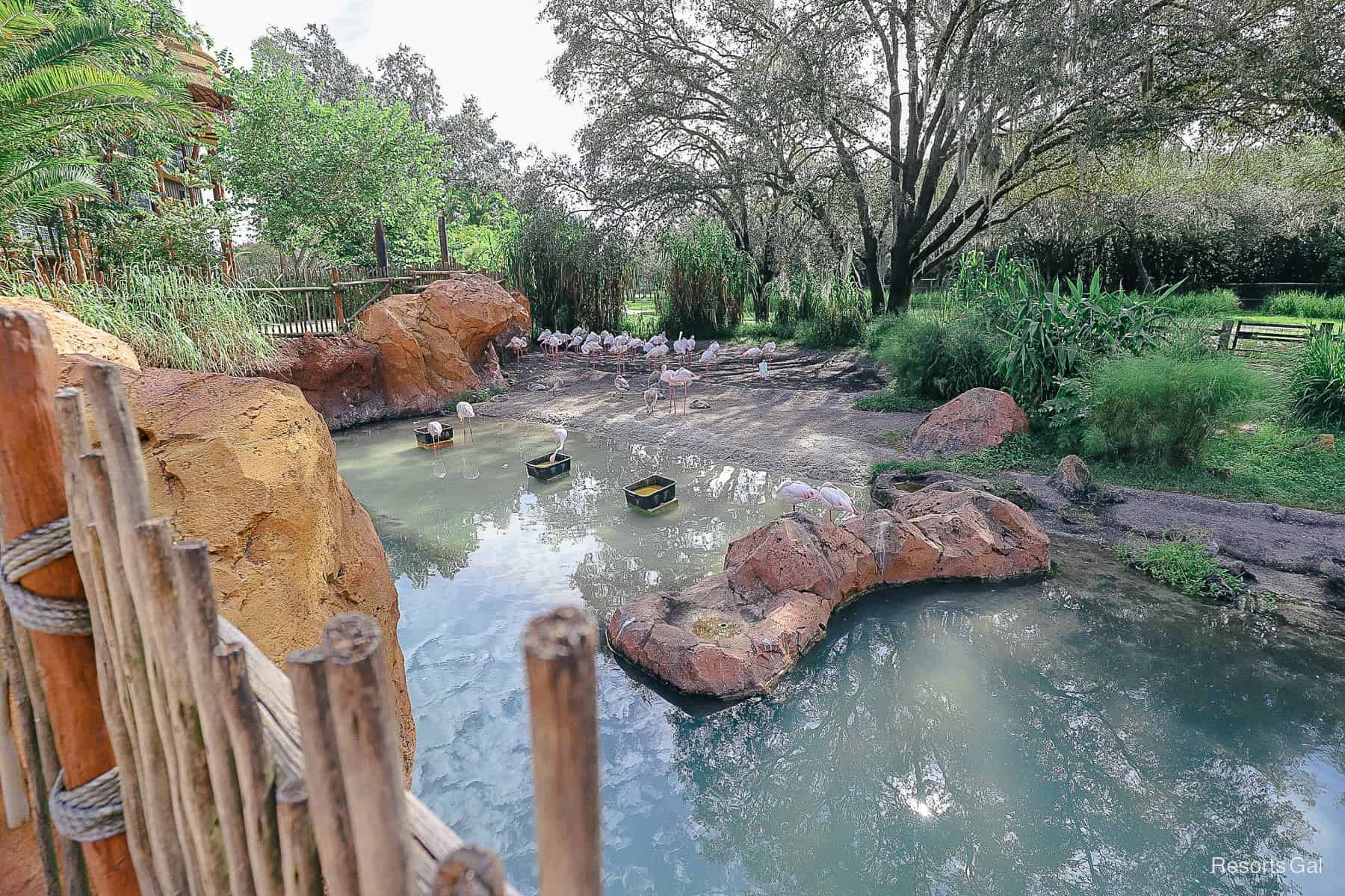 a watering hole with flamingoes near the pool at Animal Kingdom Lodge