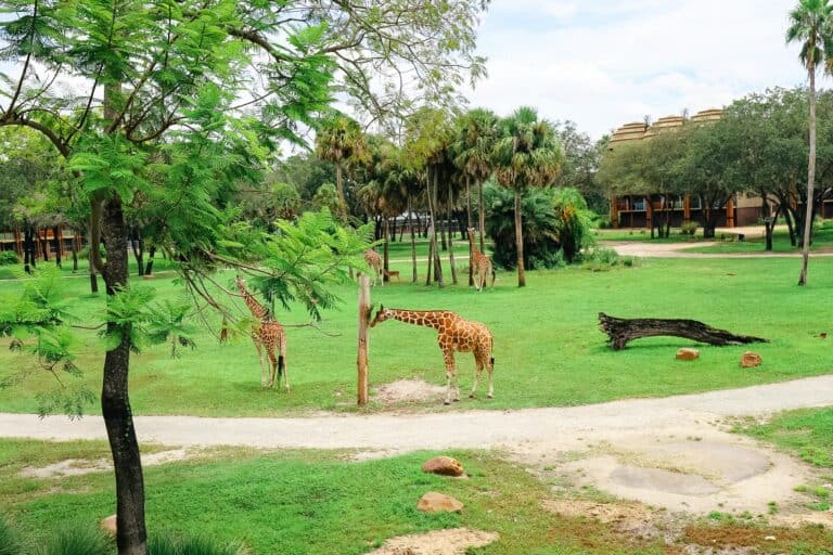 Disney’s Animal Kingdom Lodge Map