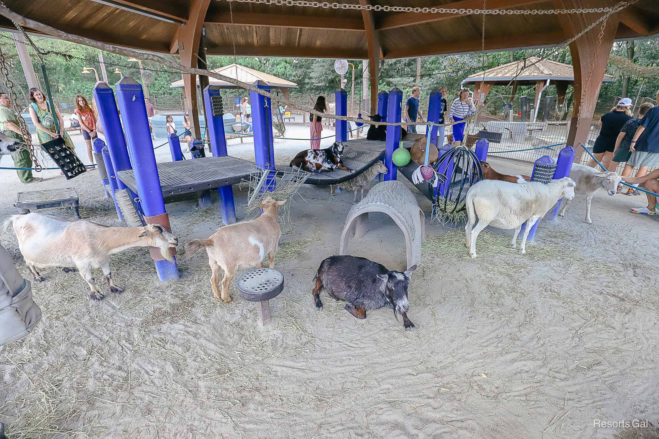 a covered area with sheep and goats at Affection Section 