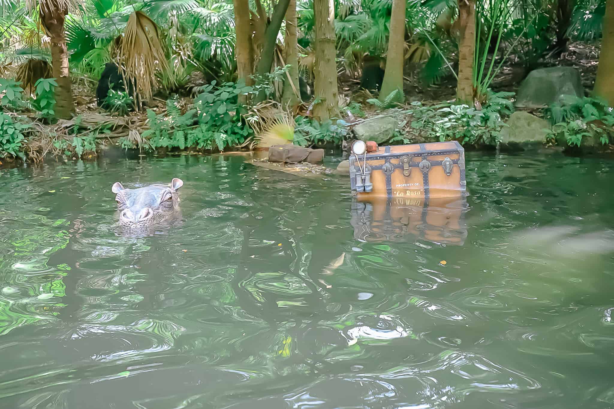 a hippo barely pops its head out of the water next to a floating chest 