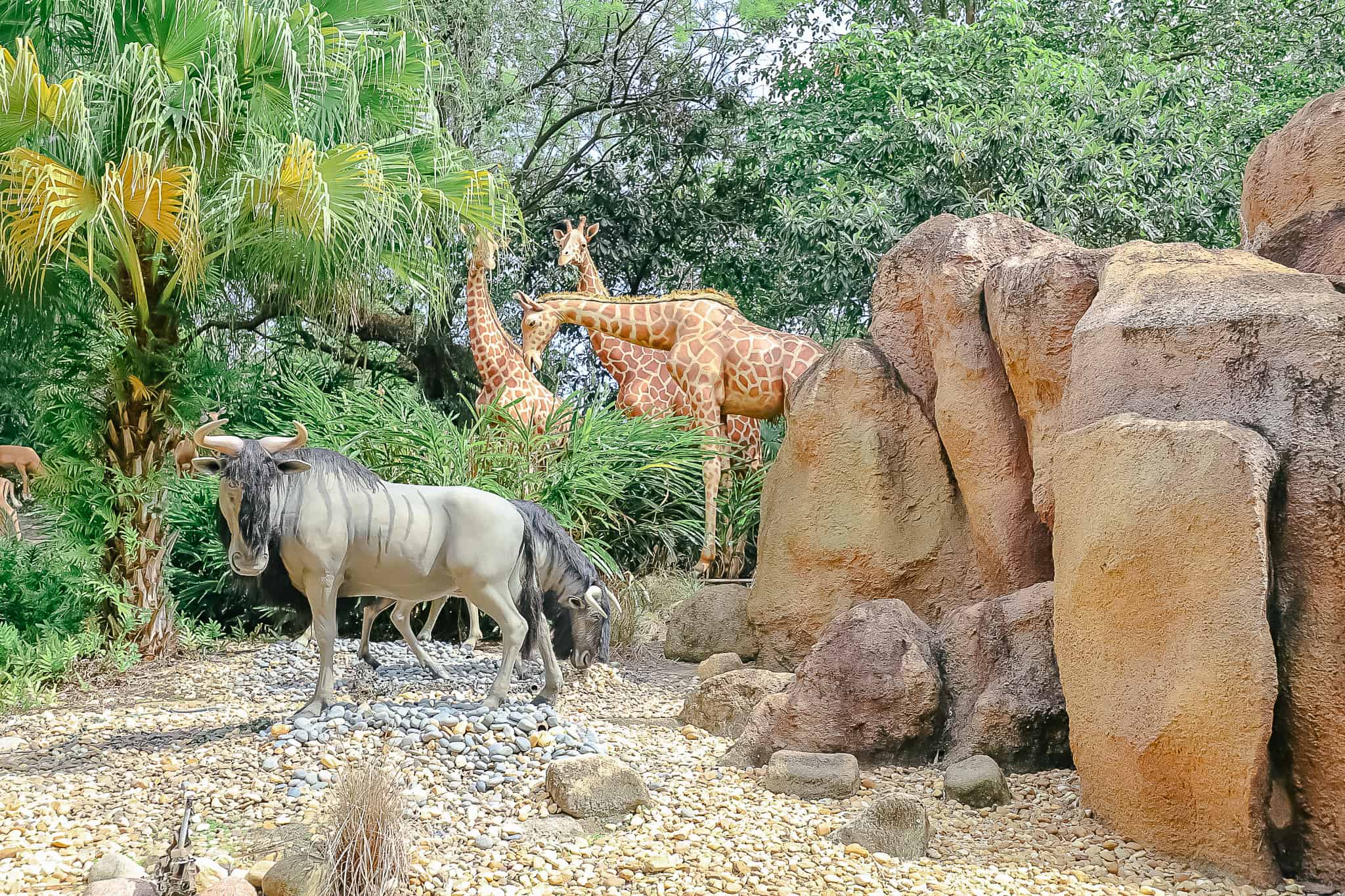 Wildebeests and giraffes scene 