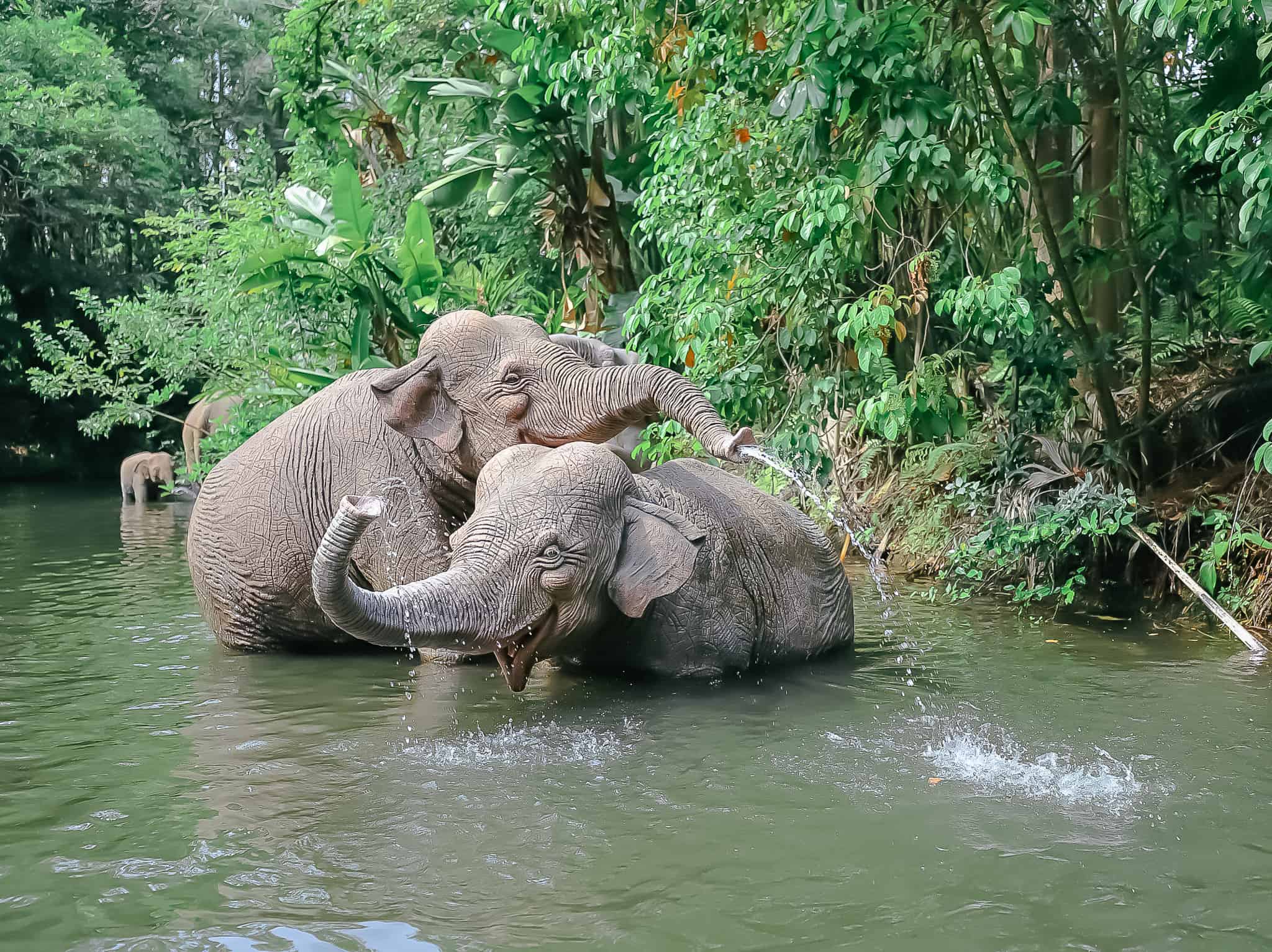 two elephants who have each others backs 