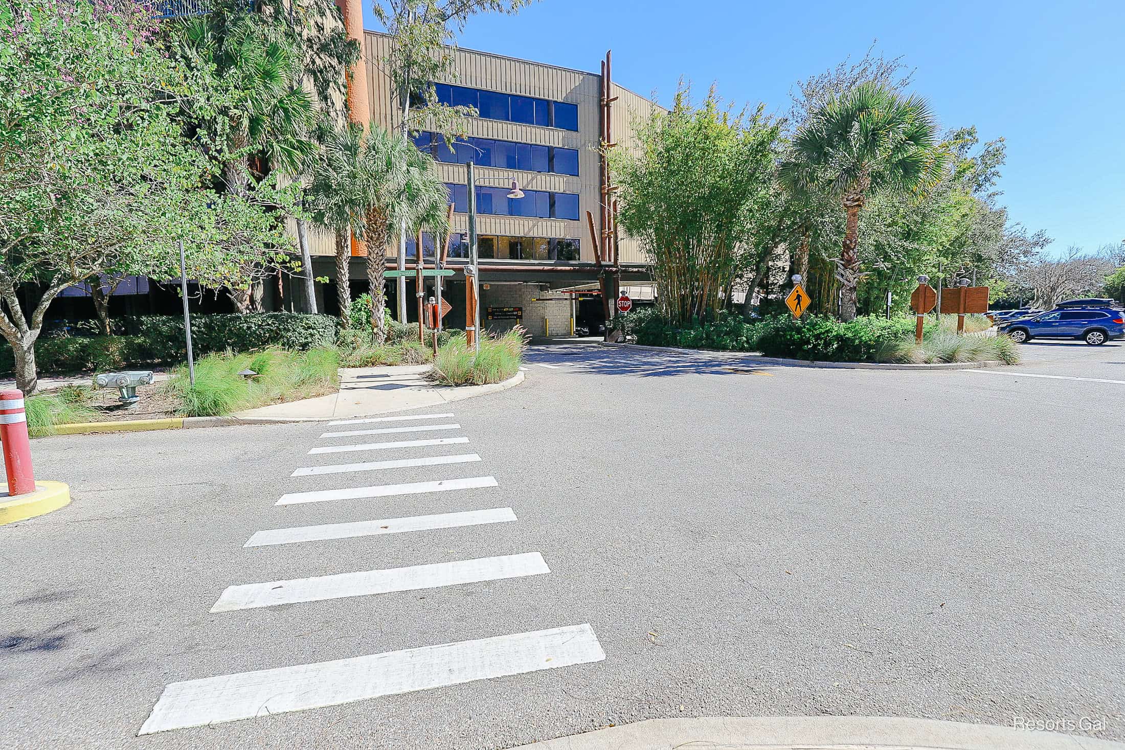 a crosswalk across the parking lot at Kidani Village 