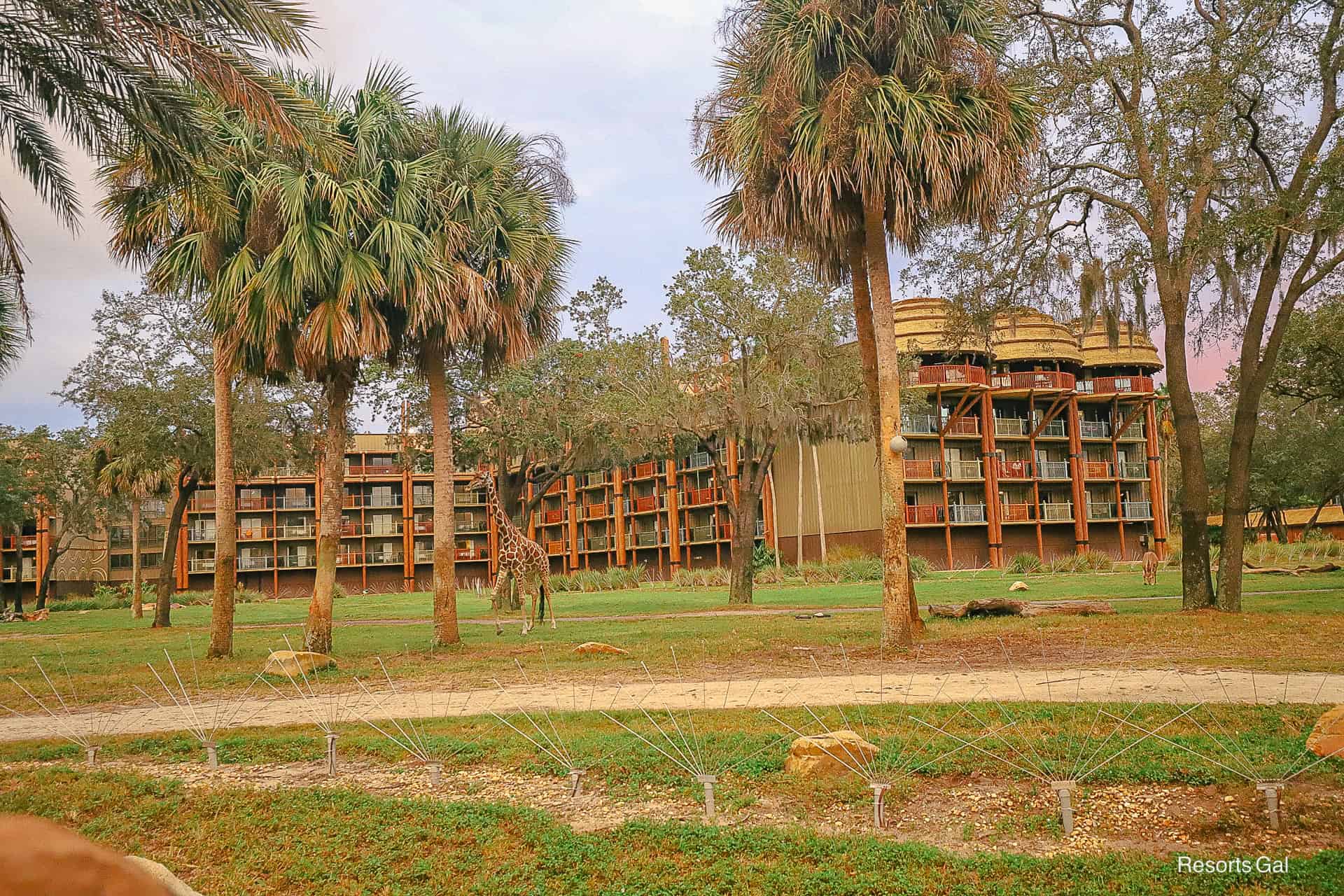 a giraffe on the savanna at Kidani Village from the overlook beyond the lobby 