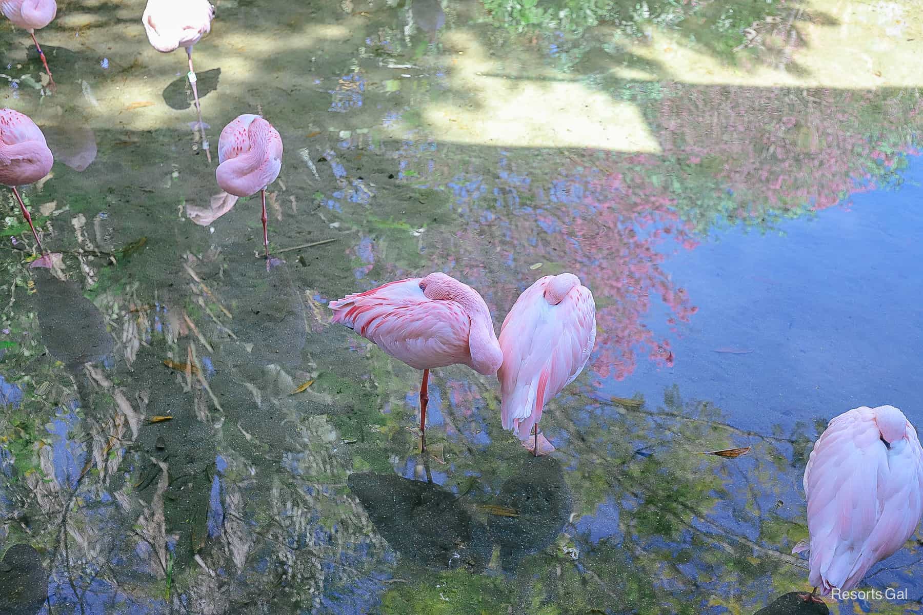 the lesser flamingos in a small pond along the Discovery Island Trails 