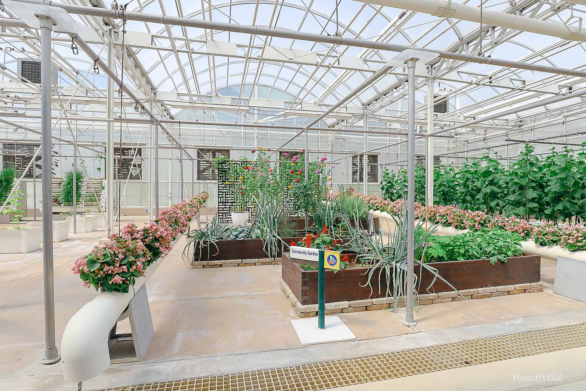 an area with herbs and edible flowers on Living with the Land