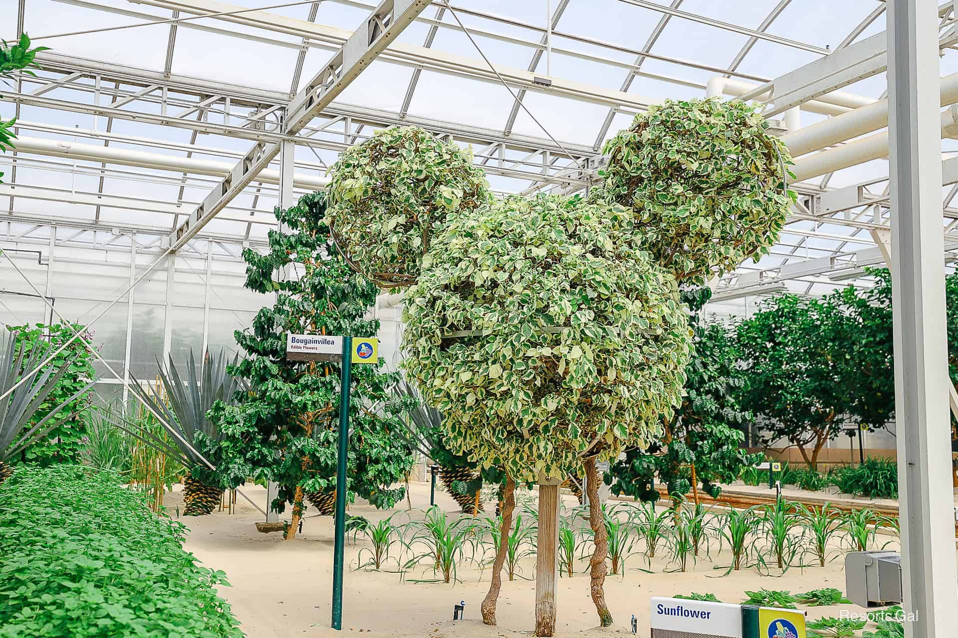 a topiary shaped to look like a hidden Mickey