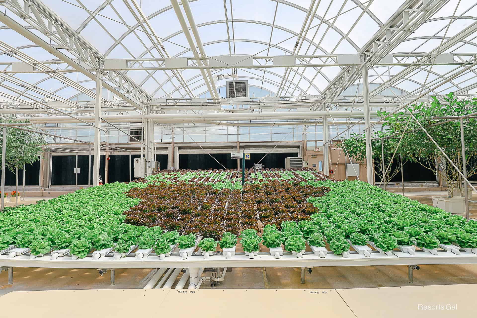lettuce planted in different colors to form a hidden Mickey