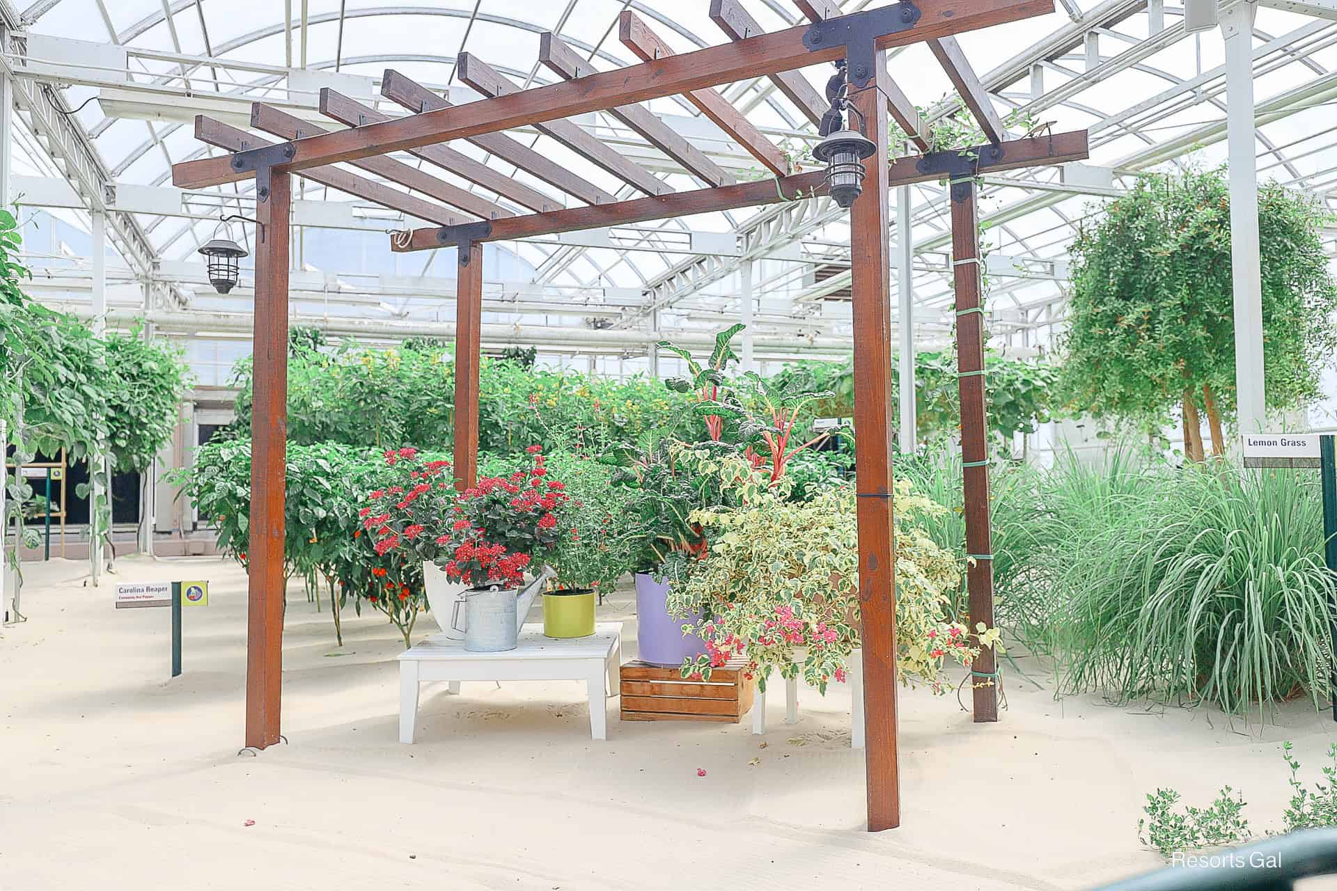 a pergola with a seasonal display on Living with the Land