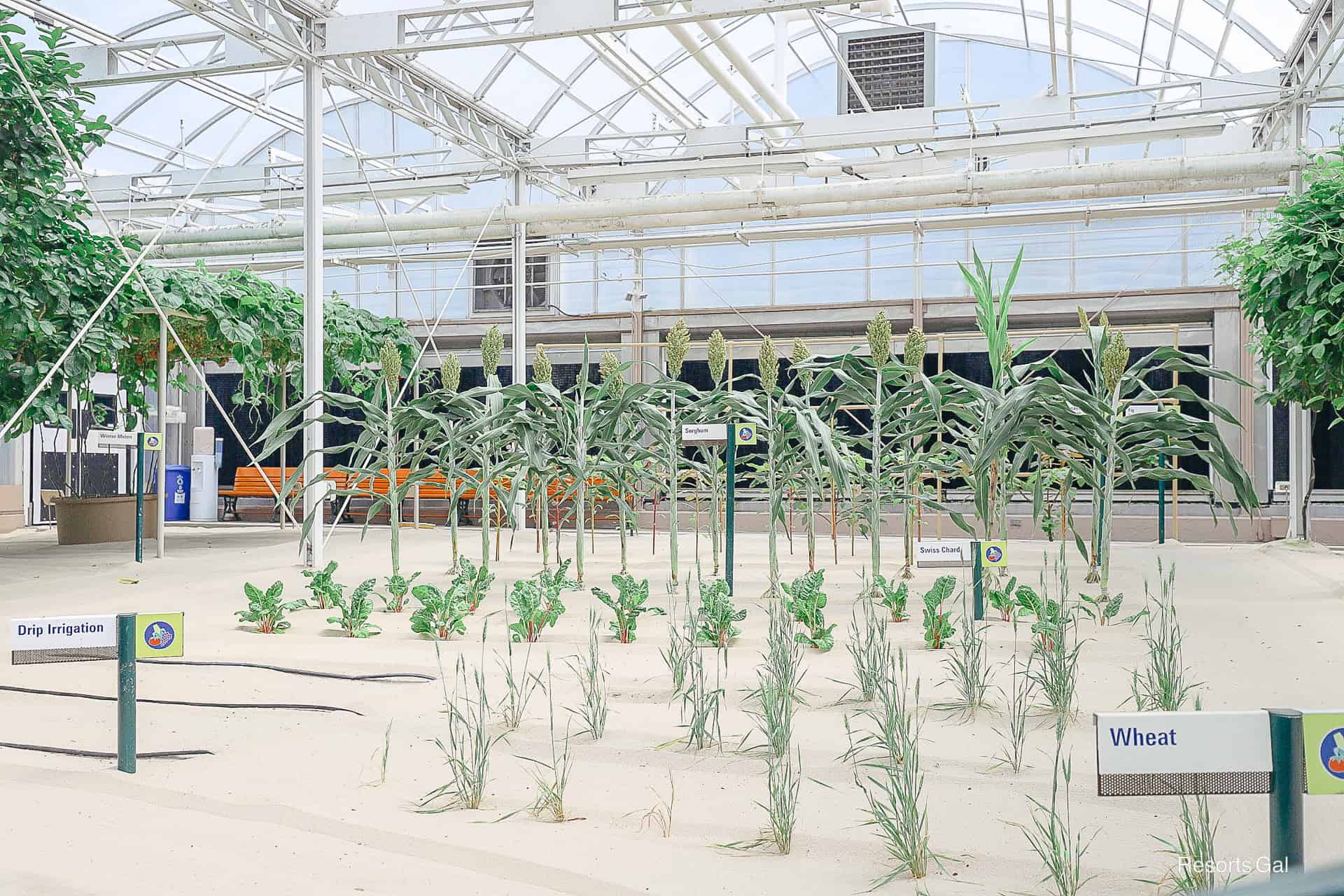 crops like Wheat and Alfalfa grown in the greenhouses on Living with the Land