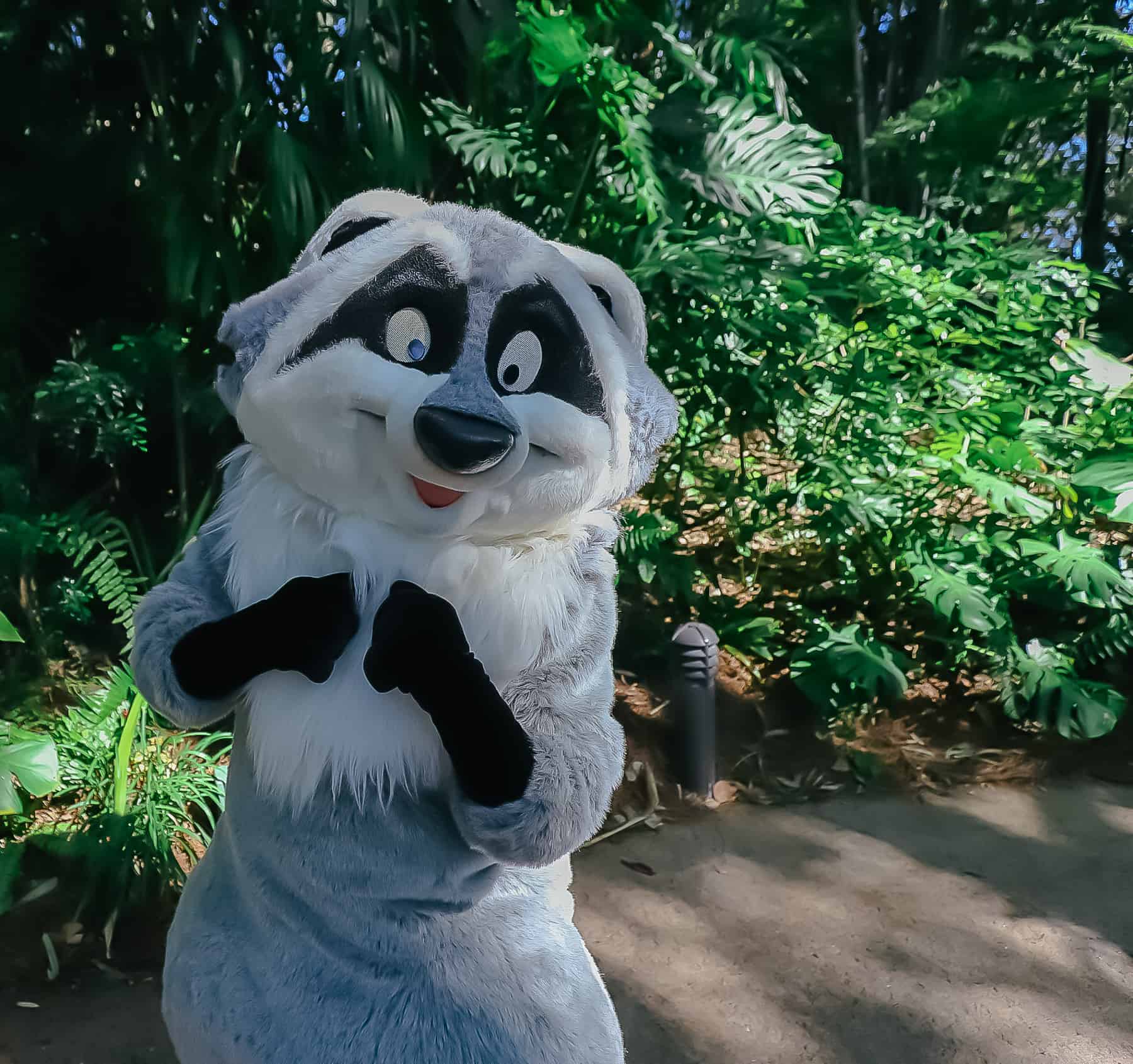 Meeko from Pocahontas 