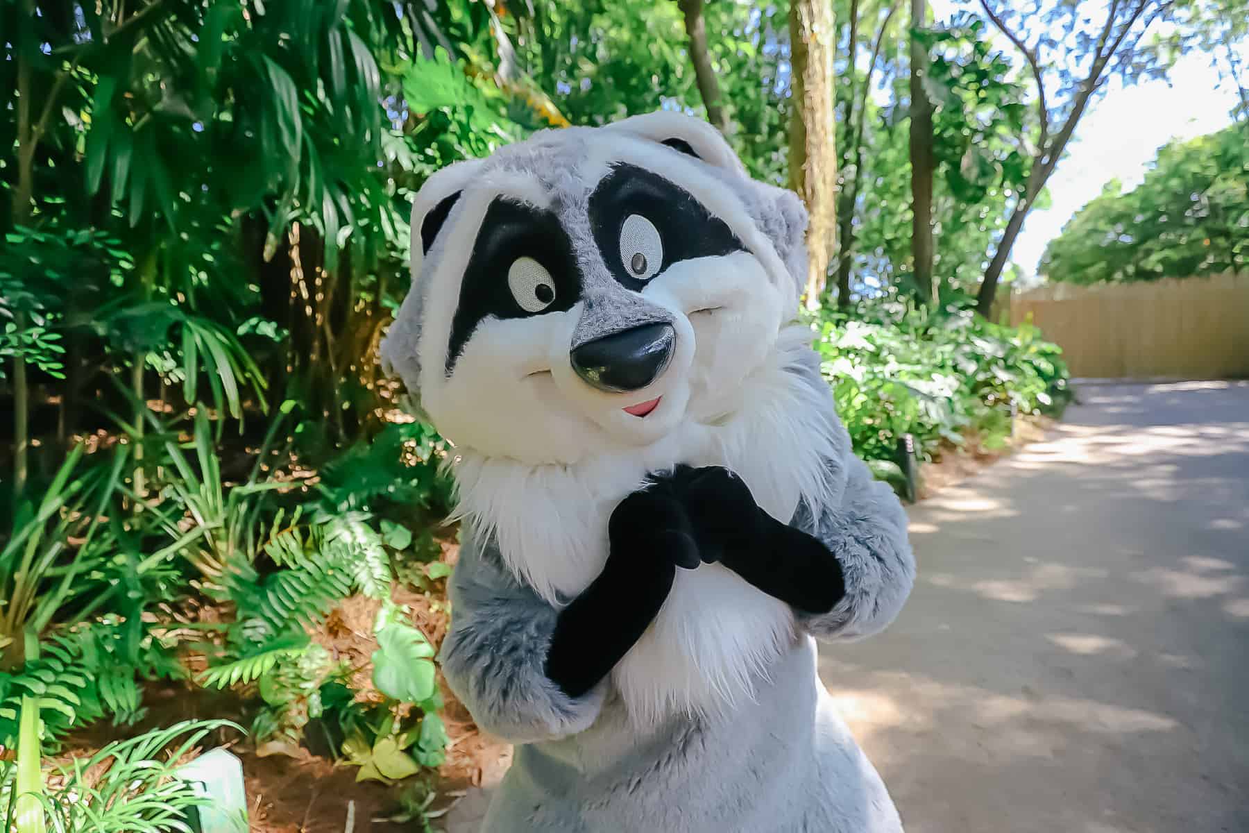 Meeko character sighting in Disney's Animal Kingdom's Oasis area 